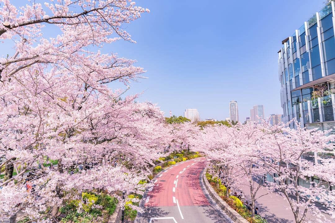 THE GATEさんのインスタグラム写真 - (THE GATEInstagram)「【Follow us! @thegate_japan】 THE GATE is a website for all journeys in Japan. Follow @thegate_japan for japan travel inspiration! . You can find a 200-meter road of cherry blossom trees in #MidtownGarden(#東京ミッドタウンガーデン), located on the western side of the building🌸🌸🌸 . Midtown Garden will get you in the spring mood with its cherry blossom inspired decorations and even cherry blossom inspired dishes, available for a limited time at the garden restaurant. . MIDTOWN BLOSSOM 2019: March 15 to April 14 . . . . Check more information about Japan. →@thegate_japan . #Japan  #thegate_japan #travel #exploring #thegate #thegate_spring #visitjapan #sightseeing #ilovejapan #triptojapan #beautifulflowers #flowers #gardens #nature #beautifulnature #spring #springseason #cherryblossom #cherryblossoms #midtown #minato #tokyo #ミッドタウン六本木 #ミッドタウン」3月28日 19時54分 - thegate_travel