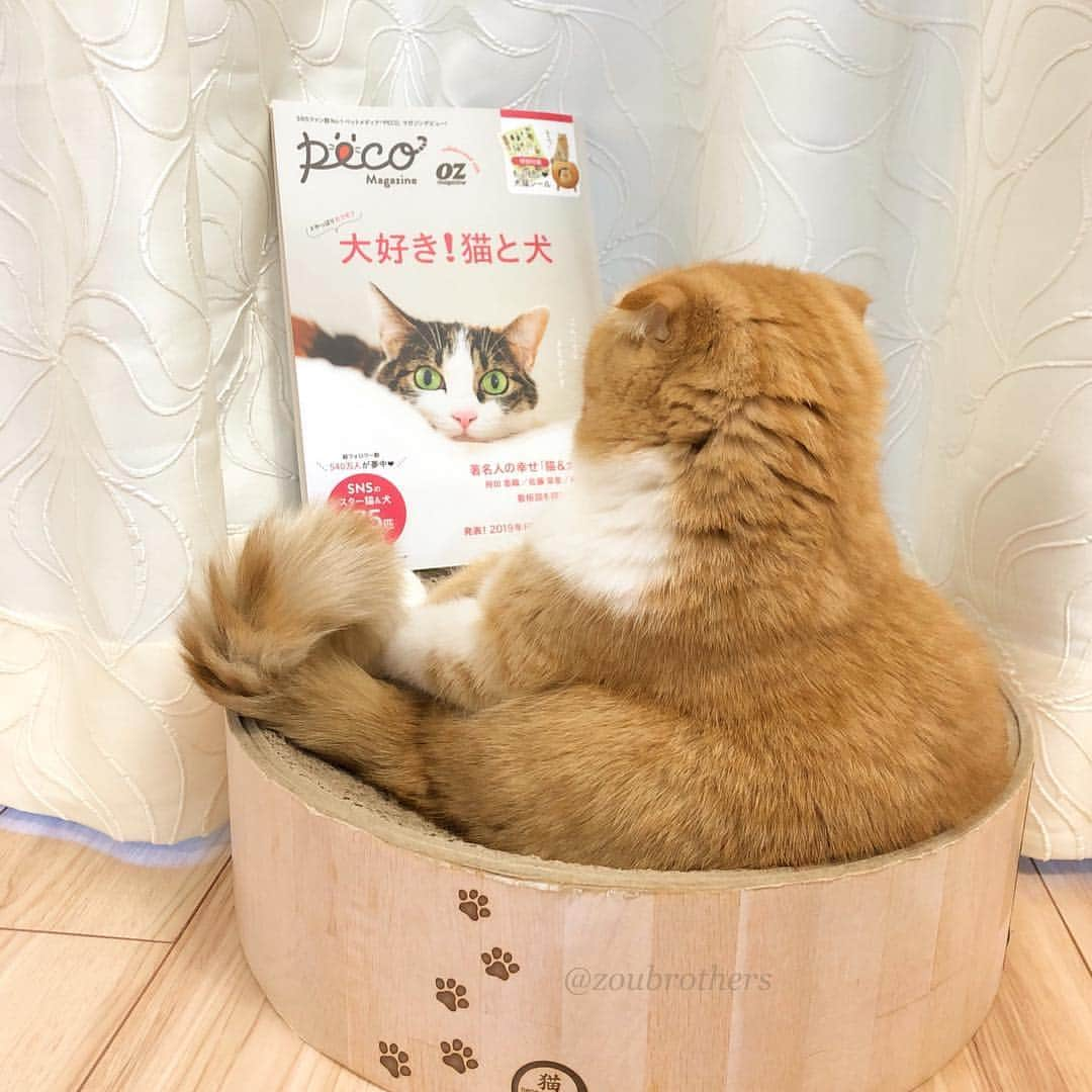 bunny & 2 catsさんのインスタグラム写真 - (bunny & 2 catsInstagram)「📖🐱🧡 _ Enzou🐱 _ 🐾あのPECO( @pecocats )さんがマガジン化です！今日発売されましたぁ🙌🏻🤩🎉 「#やっぱりモフモフ 大好き！猫と犬」 PECO×OZmagazineムック本です！ 実はえんちゃんもチラッと載っているのでポスト🙈❤️ モフモフが盛りだくさんで最後のページまで可愛くてずっと見ていられます😍 Amazonで買えます♪ _ #スコティッシュフォールド#scottishfold #ねこ#猫#cats#cute#amazing#funny#cute#朝ワンコタニャンコ#sippo#ねこのきもち#pecoマガジン」3月28日 20時08分 - zoubrothers