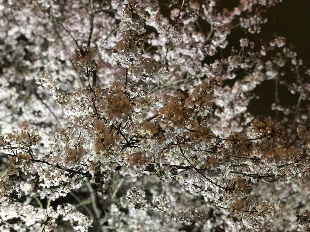 ホリエアツシさんのインスタグラム写真 - (ホリエアツシInstagram)「大都会と夜桜🌸」3月28日 20時26分 - a.horie