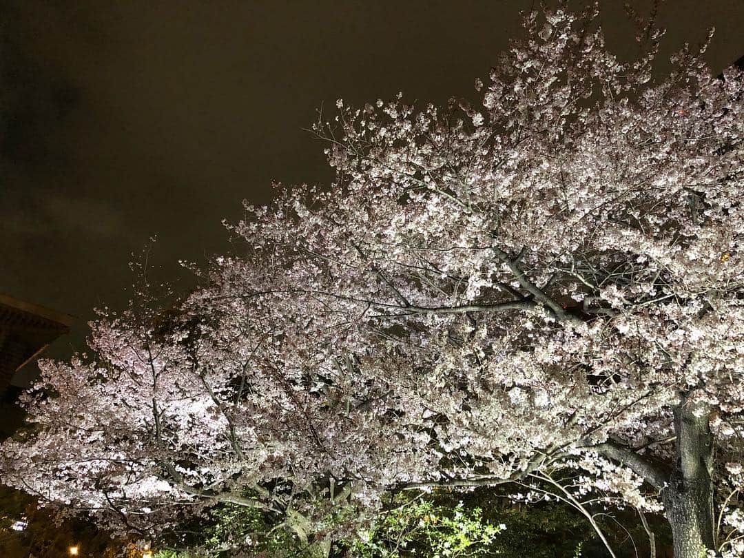 ホリエアツシさんのインスタグラム写真 - (ホリエアツシInstagram)「大都会と夜桜🌸」3月28日 20時26分 - a.horie