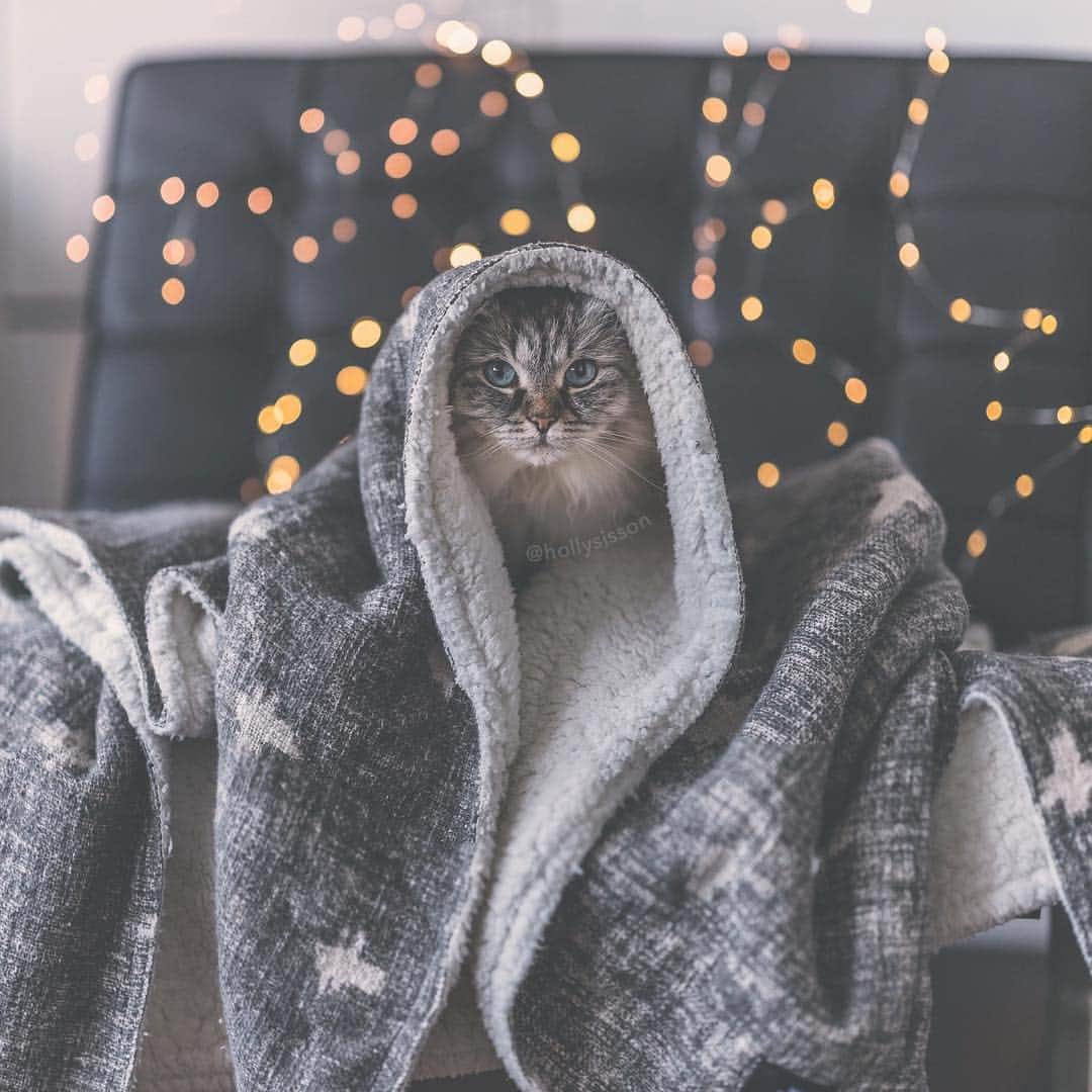 Holly Sissonのインスタグラム：「Waiting on the warmer spring weather like 🙄🙀😹 #bokeh #Siberiancat (See more of Alice, Finnegan, and Oliver, on @pitterpatterfurryfeet) ~ Canon 1D X MkII + 85 f1.4L IS @ f1.4  See my bio for full camera equipment information plus info on how I process my images. 😊 ~  #pickmotion」
