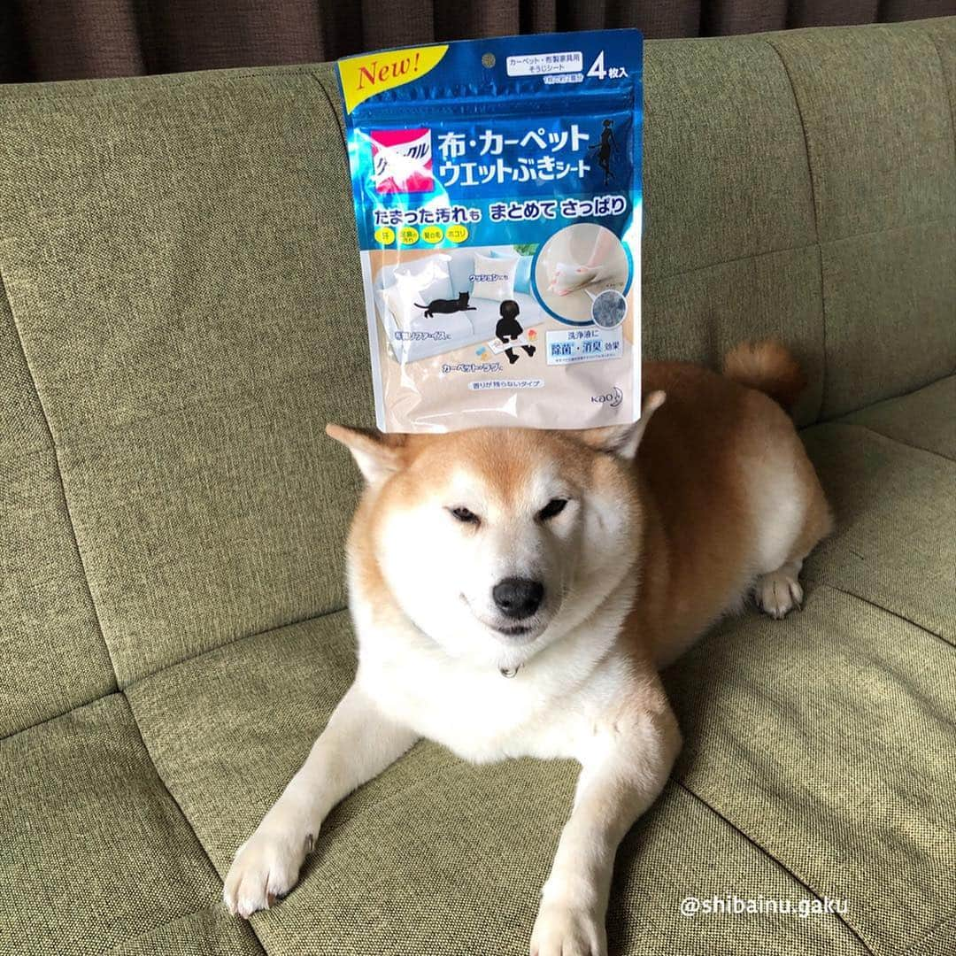 Kazumi-Gakumamaさんのインスタグラム写真 - (Kazumi-GakumamaInstagram)「私が子供の頃は、犬の外飼いが当たり前のような時代でしたが、今は外飼いの方が珍しい世の中になって来ました。 *  室内飼いは常に愛犬と居られて幸せですが、避けては通れない問題が抜け毛問題‼︎ *  そんな我が家も、抜け毛の多い犬で常にトップ3に入っている柴犬と猫も2匹同居🐕🐈🐈 *  布製ソファーや椅子カバーに着いた犬や猫の毛は、コロコロを何枚使っても取り切れず、衛生的にも経済的にも実際に悩みの種でした🤭 *  この、花王「クイックル  布・カーペット ウエットぶきシート」は、掃除機やコロコロでは取り切れない汗や皮脂汚れ、髪の毛ホコリもまとめて拭き取れるとの事で、最初は半信半疑でしたが、実際に使ってみるとこの通り‼︎😳 *  コロコロを掛けた後なので、さすがに人間の髪の毛はなかったものの、猫達のあの柔らかい毛がビッシリ、しかも力をかけずにサッと拭いただけで、ホコリ汚れでこんなに真っ黒になるなんて正直ショックでした😵 *  指を入れる「切込み」が付いているので、細かいところまで手が行き届き、使用後の水拭きが要らないので面倒くさがり屋の私にはちょうど良いです。 *  しかも除菌・消臭もバッチリ👍 *  今まで洗えないからと諦めていた、布製ソファや車のシートなどもこれさえあれば洗ったも同然です💯 🐾----*----*----*----🐾 #クイックル布カーペットウエットぶきシート #クイックル #リビングリセット #掃除 #猫 #猫のいる暮らし #ふわもこ部 #ウエットぶきしてみた #花王 #PR #柴犬 #岳 #柴犬岳 #柴犬ガク#gaku #shibainugaku #shiba #shibainu #shibastagram  #pecoいぬ部 #ペコいぬ部  #pecotv #ワンフルエンサー  #20190328」3月28日 20時21分 - shibainu.gaku