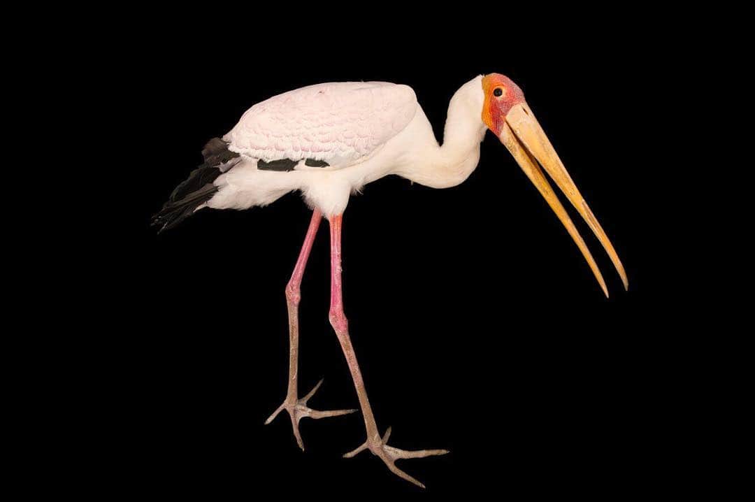 Joel Sartoreさんのインスタグラム写真 - (Joel SartoreInstagram)「​Yellow-billed storks like this one @thelivingdesert are well-known for their intelligence and adaptability. This bird can be found in Madagascar and parts of Africa south of the Sahara Desert, making somewhat migratory patterns depending on the availability of food. As a widespread species with a talent for adapting to short-term changes in its natural habitat, the yellow-billed stork’s population does not appear to be declining, though it does face several threats. In addition to poaching and habitat loss, this stork’s natural enemies include cheetahs, leopards, and lions, as well as African fish eagles who occasionally take stork eggs from their nests.」3月28日 20時29分 - joelsartore