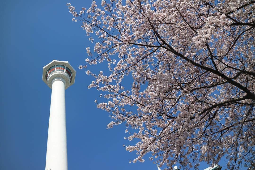 田代ひかりさんのインスタグラム写真 - (田代ひかりInstagram)「そしてKTXに乗って行きました🚅初めてKTX乗った🙄釜山タワーと国際市場にも行ったよ🇰🇷✌🏻 #부산 #부산타워 #국제시장 #ktx」3月28日 20時32分 - tashiro_hikari