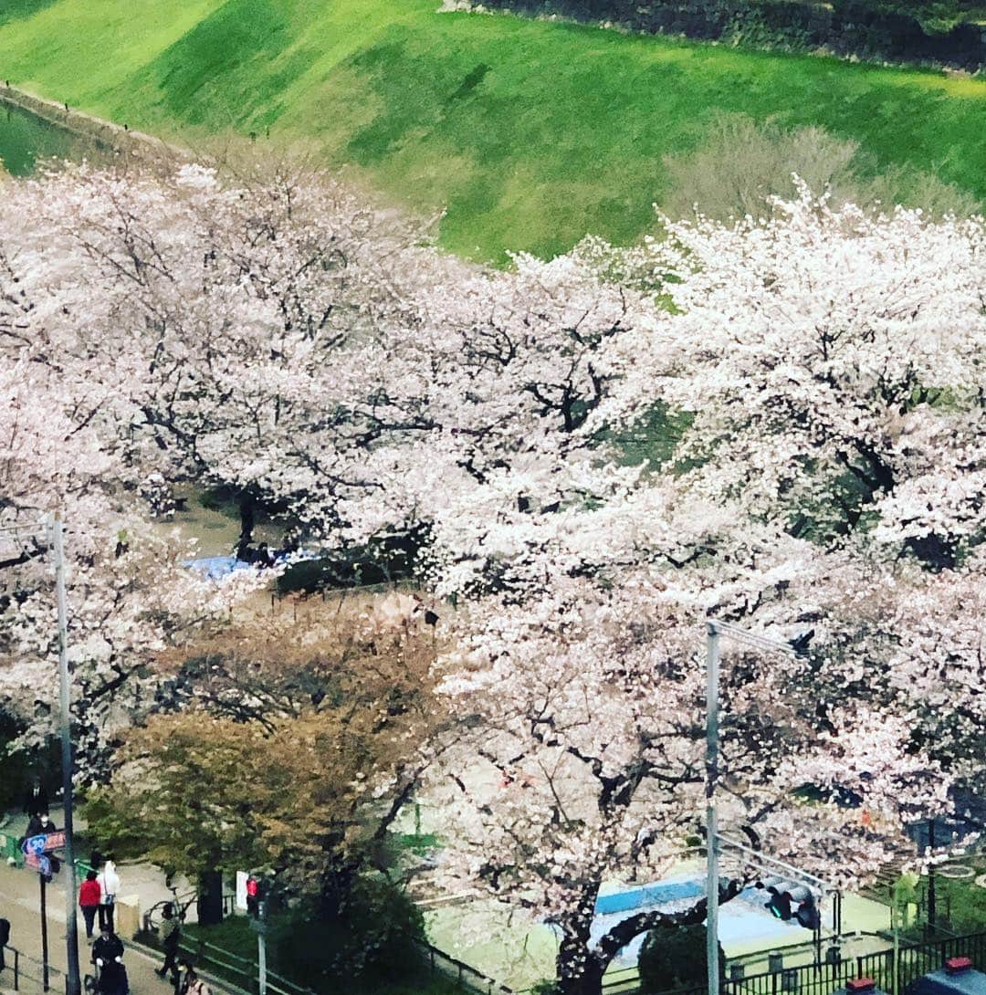 阿部洋子さんのインスタグラム写真 - (阿部洋子Instagram)「🌸 春ですな。 アウター選びに毎日右往左往w ガッツリしたお花見は まだしてない😭 半蔵門からの眺め。 のんびりお花見したいぜ！ #springhascome  #spring  #さくら #桜 #cherryblossom #お花見  #改編期 !」3月28日 20時52分 - hirocoring