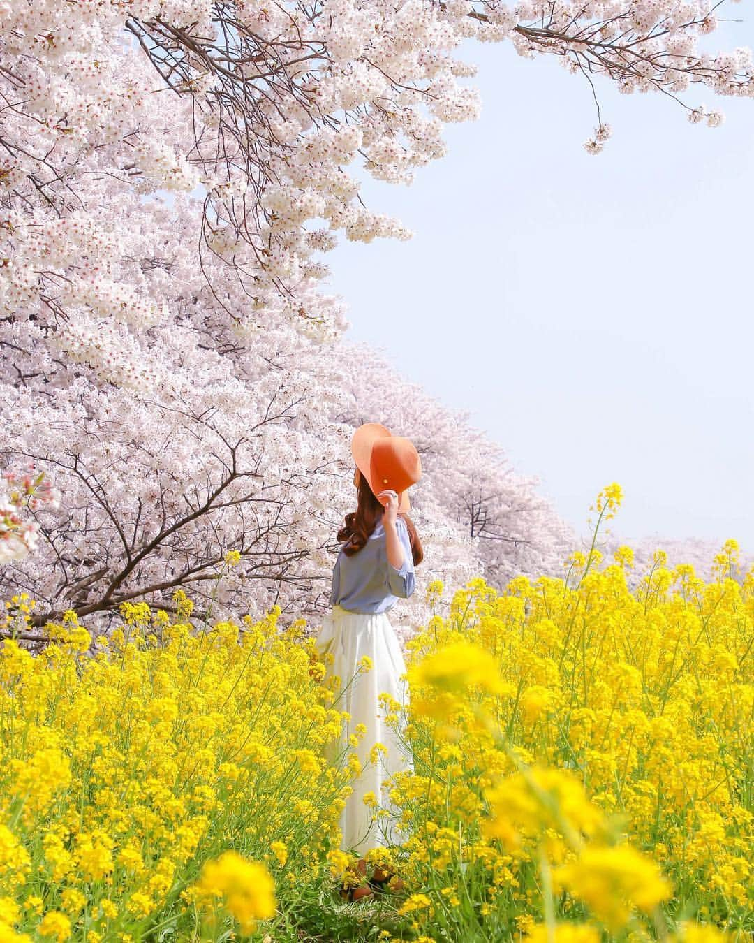 田島知華さんのインスタグラム写真 - (田島知華Instagram)「【Japan🇯🇵Saitama】The cherry blossoms are in full bloom,so now is the perfect time to go and see them. In springtime in Japan, lots of people like to go out and have picnics underneath cherry blossom trees. 去年のこの時期に行った埼玉県にある熊谷桜堤。 今までお花見をした中で一番感動した桜スポット。 開花宣言はありましたが、 今年はまだ三分咲きくらいのようなので 来週あたりが見頃です🌸  この時期はお花に癒されながら 楽しく写真の練習も出来るので、 ぜひカメラと一緒にお出かけを♪ Copyright ©︎ TAJIHARU  熊谷桜堤については TAJIHARU OFFICIAL WEBSITEでも 記事にまとめているのでチェックしてみてください！ 現地で撮影した写真もたくさん載せています📷 _ #たじはるトリップ #TAJIHARU_japan #日本 #埼玉 #熊谷桜堤 #桜 #菜の花 #お花見 #ソメイヨシノ #日本さくら名所100選 #女子旅 #カメラ女子 #トラベルフォトライター #田島知華 #たじはる #旅ガール #japantrip #saitama #cherryblossoms #japanesecherryblossom #rapeblossoms #canola #igersjp #ptk_japan #photo_jpn #wonderful_places #loves_nippon #lovers_nippon #japan_daytime_view #bestjapanpics」3月28日 20時49分 - haruka_tajima