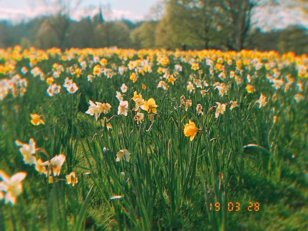 Rie fuさんのインスタグラム写真 - (Rie fuInstagram)「🌼🌼🌼🌼🌼#daffodils #spring #uk #countrylife #happy #optimism #nature」3月28日 20時49分 - riefuofficial