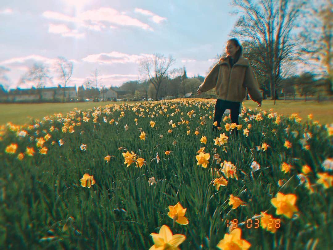 のインスタグラム：「🌼🌼🌼🌼🌼#daffodils #spring #uk #countrylife #happy #optimism #nature」
