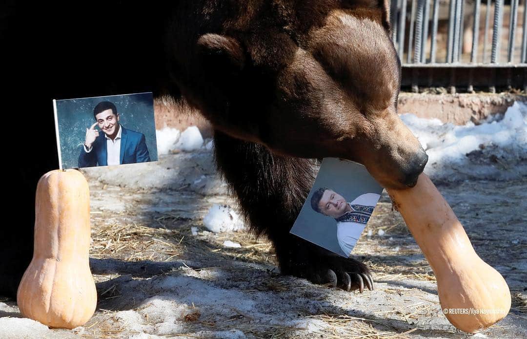 RIAノーボスチさんのインスタグラム写真 - (RIAノーボスチInstagram)「Обитатели красноярского зоопарка "Роев ручей" бурый медведь Буян и белая медведица Аврора попытались предсказать, кто станет следующим президентом Украины из лидирующих кандидатов, но прийти к единому мнению так и не смогли. Буяна привлекла тыква с фотографией Порошенко, а Аврору - Зеленский. Выборы президента пройдут в это воскресенье, 31 марта. Миллионы украинцев, находящиеся в России, не смогут проголосовать, потому что ЦИК Украины закрыл участки голосования в России 🤷🏻‍♀️🤷🏼‍♂️ А кто станет следующим президентом Украины по вашему мнению?」3月28日 20時56分 - ria_novosti