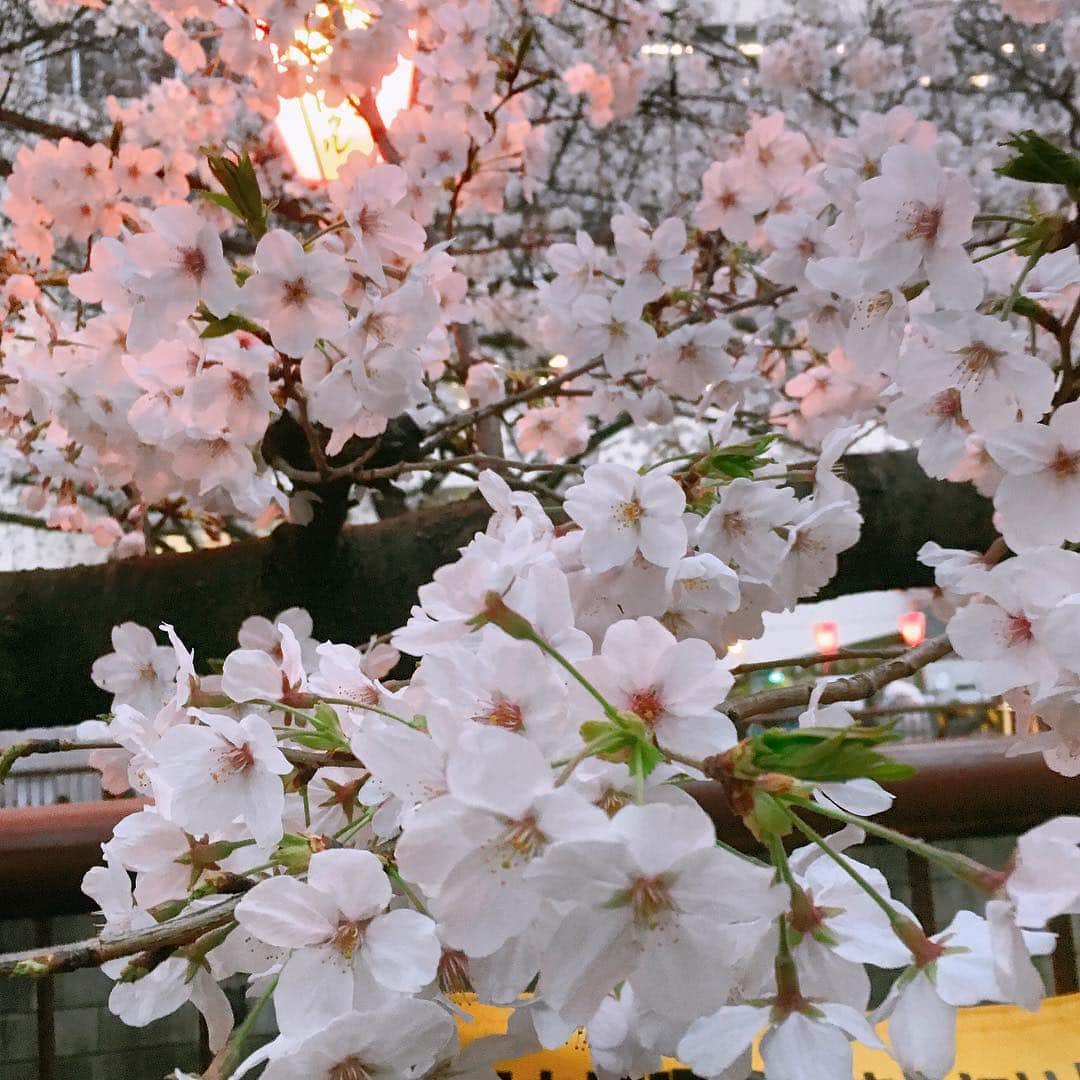 大湯みほさんのインスタグラム写真 - (大湯みほInstagram)「あ🌸🌸 咲いた…✨✨✨✨✨ ・ #cherryblossom #japan #instagood #spring」3月28日 20時57分 - nukazukemiho0320
