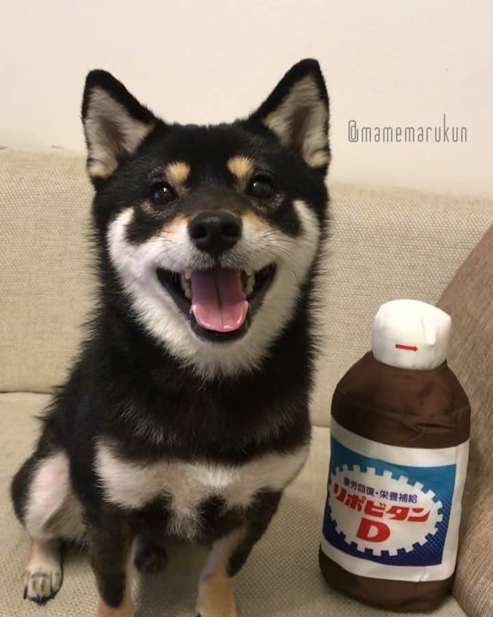 まめ丸のインスタグラム：「* * パパママ、『はんぼーき』なんだって🐶💦 ぼくは、おうえんの係🐶💓 フレーフレー❣️ #繁忙期のみんながんばれ * Tomorrow's Friday❣️Only one day left❣️Let's see it through🐶💓 * #まめ丸応援隊長📣 #ごはんはしっかりたべてね🍚 #スマイルもどうぞ ☺︎ * #柴犬#豆柴#柴#黒柴#黒豆柴#犬#しばいぬ#shiba#shibainu#shibastagram#shibadog#shibapuppy#puppy#instadog#dogstagram#dog#pet#petstagram#buzzfeedanimals#adorable#cute#cutedog#ig_dog#worldofcutepets#dailyfluff#weeklyfluff」