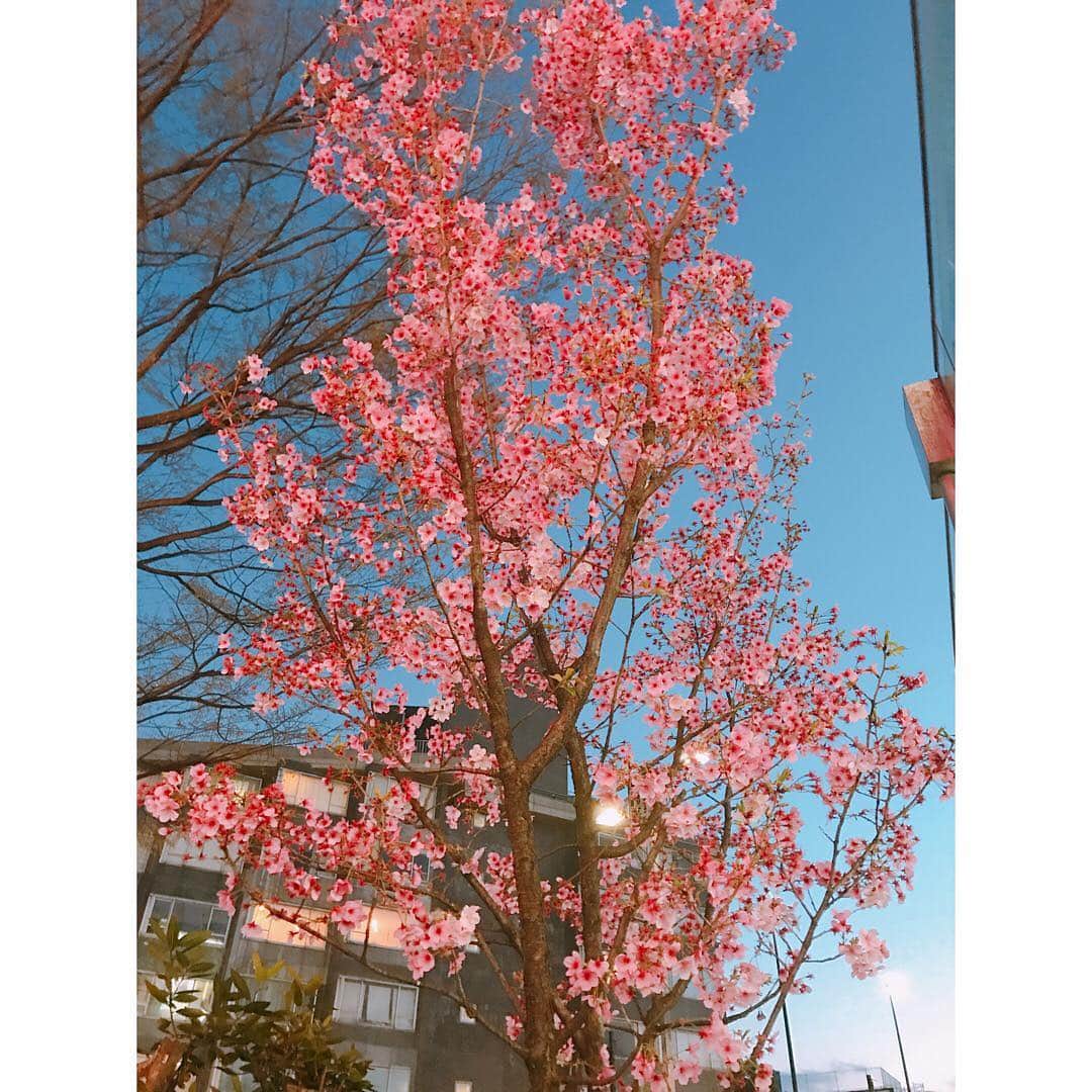 西村志野さんのインスタグラム写真 - (西村志野Instagram)「＊ 街でこの前撮った桜。  歩いていて見る桜も 電車の中から見る桜もきれいで 楽しいーーー(*^^*)💕 東京は桜が満開です。 ＊ いよいよ明日、プロ野球が開幕‼︎⚾️🌸 ＊ 開幕カードから #GAORA で 中継リポートを担当させていただきます(*^^*) ＊ 日本ハム×オリックス3連戦、 ぜひご覧ください‼︎😊⚾️ 今シーズンもよろしくお願いいたします✨ ＊ #lovefighters #プロ野球 #開幕  #球春 #札幌ドーム #2019シーズン  #楽しみ #日本ハムファイターズ  #オリックスバファローズ #⚾️ #🌸」3月28日 20時59分 - shinonishimura_