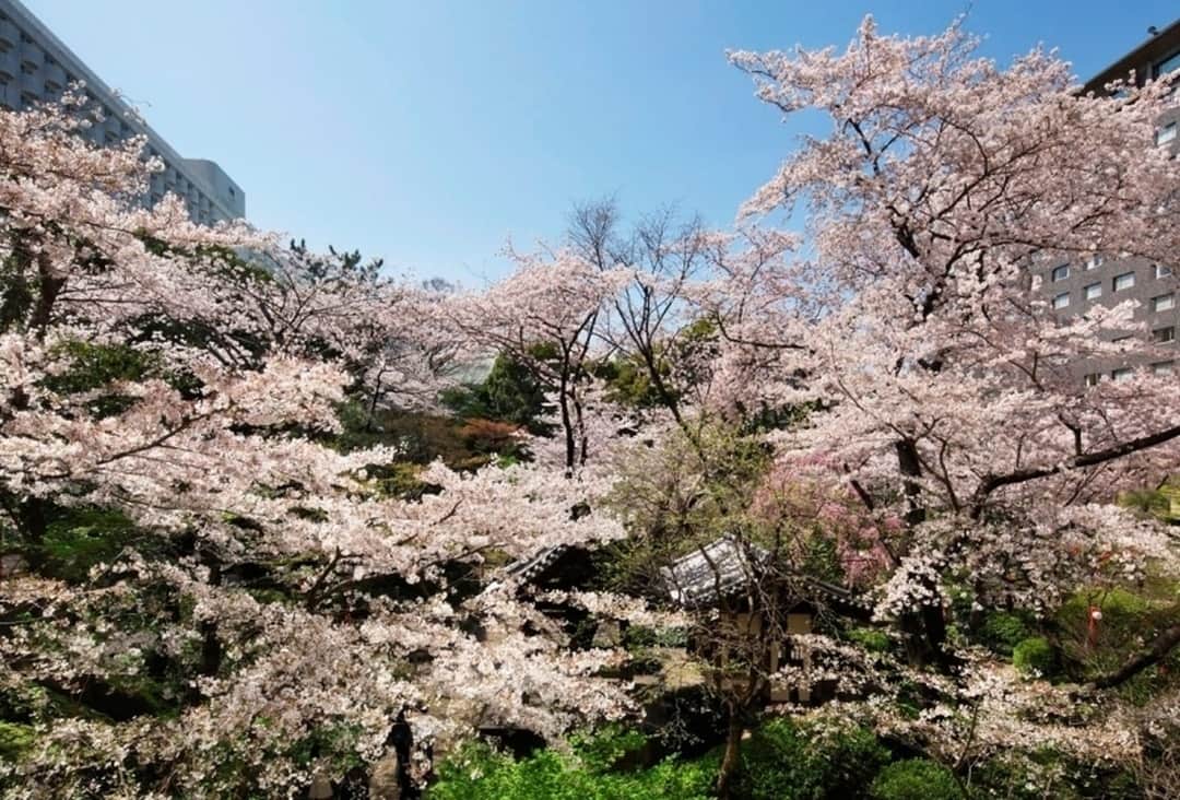 Relux | リラックスさんのインスタグラム写真 - (Relux | リラックスInstagram)「品の漂う閑静な住宅地、高輪。200本以上の桜の木が彩る日本庭園を前に、「ザ・プリンス さくらタワー東京」があります。都心にいることを忘れてしまうような、日常から離れた滞在を叶えてみてはいかがですか。 . 📍ザ・プリンス さくらタワー東京/東京 . . . 気になる宿の詳細はプロフィールから▶ @relux_jp . #ザプリンスさくらタワー東京 #Relux #リラックス #旅行 #東京 #ホテル #国内旅行 #旅したくなるフォト #旅の記録 #大人の休日 #風景写真 #おでかけ #大人旅 #旅スタグラム #旅が好き #旅フォト #ダレカニミセタイケシキ #旅行好き #日本旅行 #桜 #trip #travel #tokyo  #unknownjapan #japantravel #ig_japan #instatravelgram #お花見 #桜2019 #cherryblossoms」3月28日 21時00分 - relux_jp