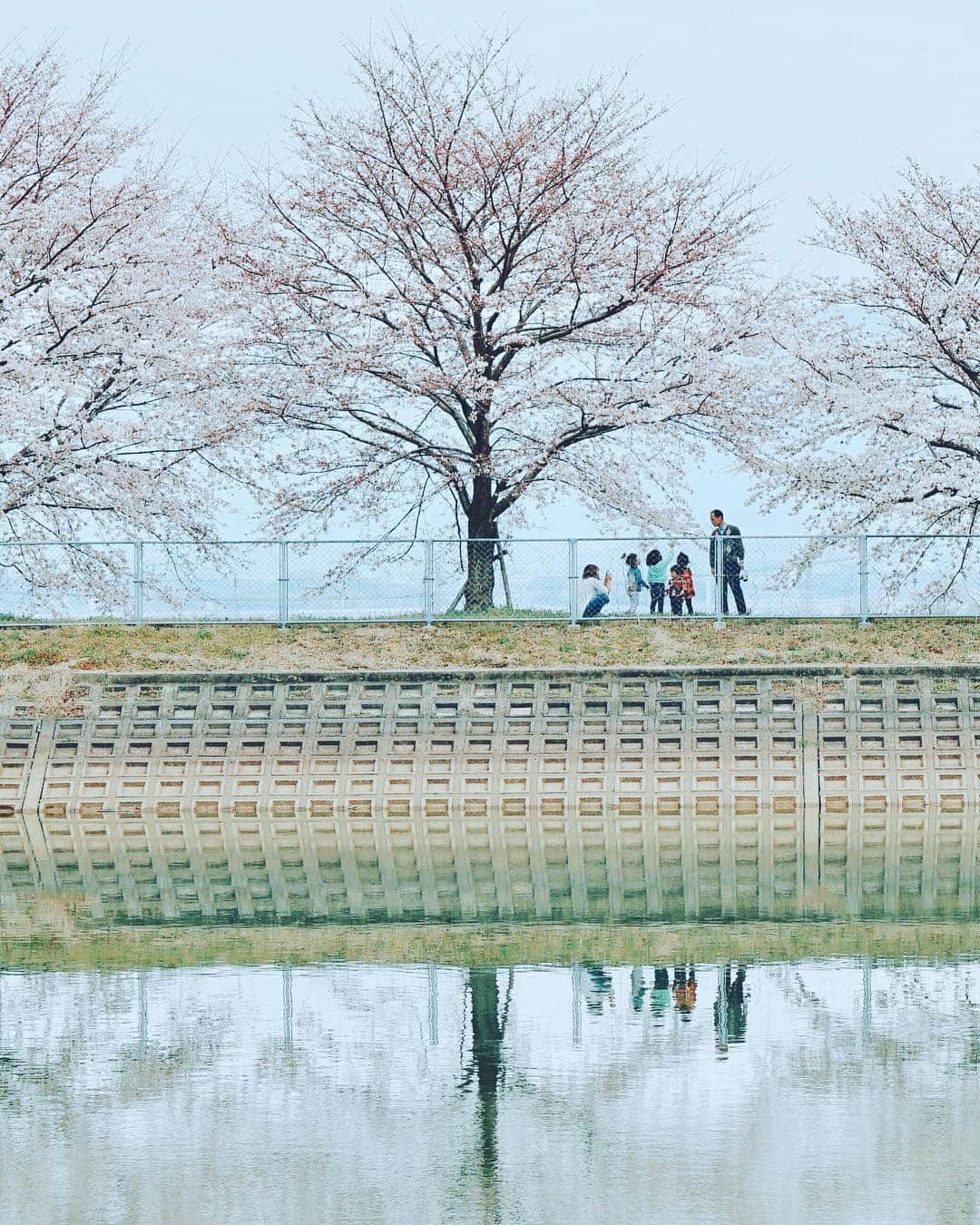 Koichiのインスタグラム：「. . Under the cherry blossoms | #BeautifulJapan . . Nara's full bloom forecast is April 5 . 📍#奈良 #Nara #かつらぎの森 .」