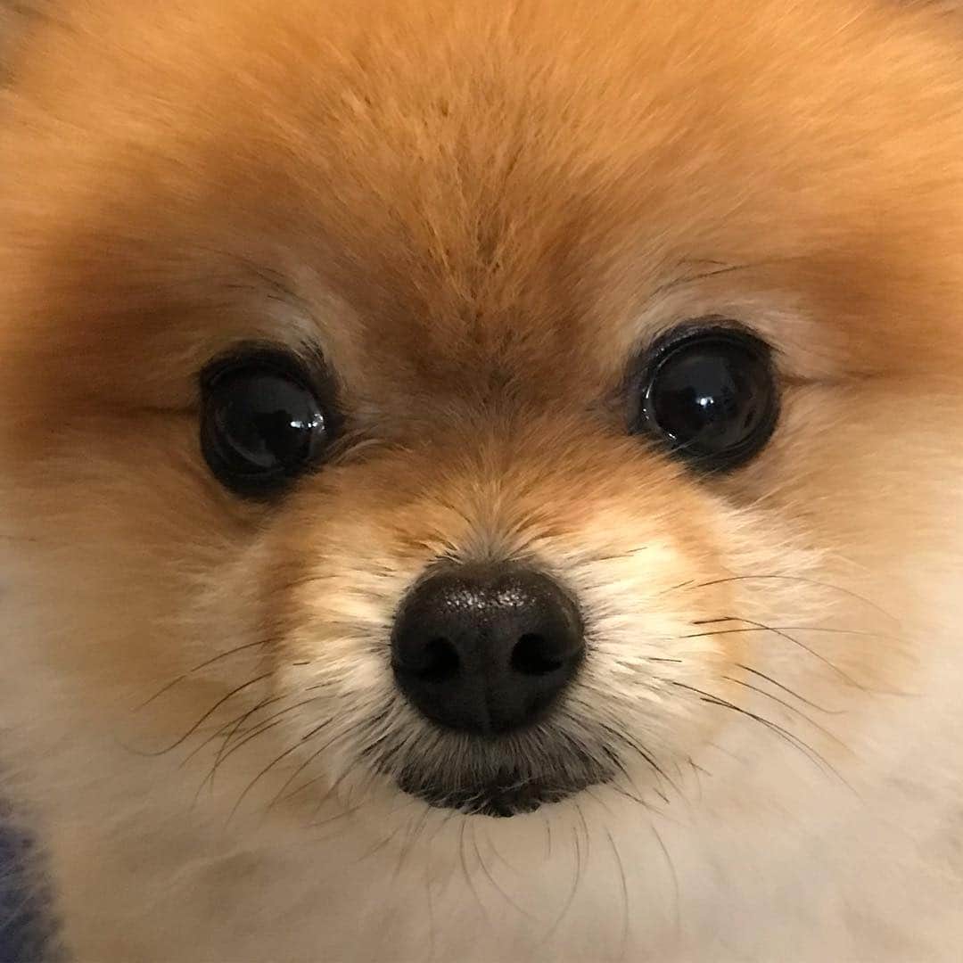 RIO POMEのインスタグラム：「この黒豆３つが大好きです❤️ . #ポメラニアン #pomeranian  #犬 #dog #dogstagram#doglover #愛犬 #わんこ #ポメラニアン大好き #ポメラニアンが世界一可愛い #pom #ぽめらにあん #ポメ#pomeraniansofinstagram  #pomeranianlove #ふわもこ部 #いぬバカ部 #癒しわんこ#instapic#pomstagram #puppy #dogsofinstagram #cute#cutedog」