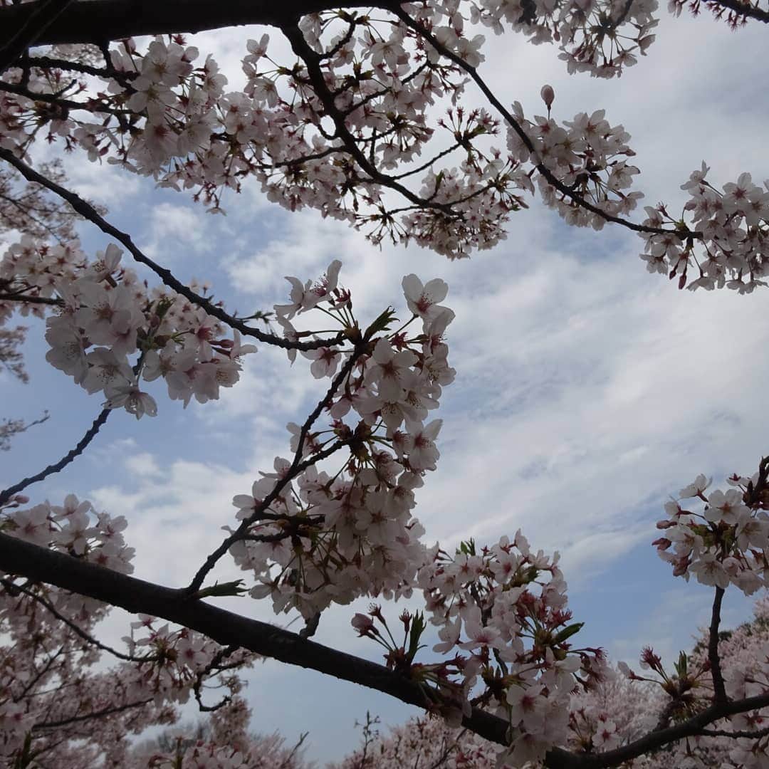 平田真吾さんのインスタグラム写真 - (平田真吾Instagram)「今日のピラティス担当の方は厳しくご指導してくださってとても勉強になりました！笑  桜も場所によっては満開なんですね。写真にはないんですが横浜には横浜緋桜という種類があることを最近知りました。神奈川県のおすすめな場所などあれば是非教えてください！  #ピラティス #アスリートピラティス #スポーツピラティス #体幹 #体幹トレーニング#パフォーマンス向上 #pilates #core #training #yoga#basi#training#fitness#workout#diet#health#fit#gym#basipilates#ZENPlacePilates #桜 #横浜緋桜」3月28日 21時06分 - shingo__hirata