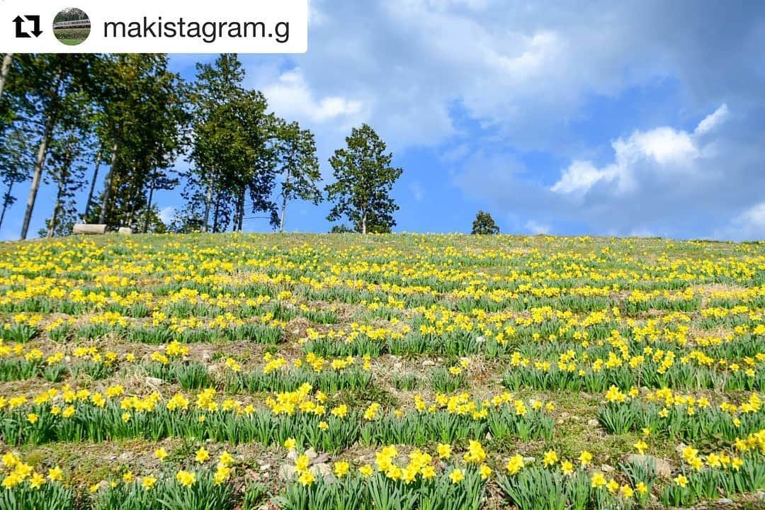 Gero City【下呂市公式アカウント】さんのインスタグラム写真 - (Gero City【下呂市公式アカウント】Instagram)「#Repost @makistagram.g with @get_repost ・・・ 馬瀬のインスタ映えポイント🧚  location:馬瀬西村  #スイセン#水仙#馬瀬西村#岐阜県#下呂#馬瀬#馬瀬川#日本で最も美しい村#日本で最も美しい村連合#里山#里山ミュージアム#田舎#田舎暮らし#自然#にしむらパトロール #gerostagram#下呂アンバサダー#岐阜県インスタ部#bestphoto_japan#visit_tokai#visitjapanjp #Nikon#light_nikon #instagramjapan#Japan」3月28日 21時18分 - gerostagram