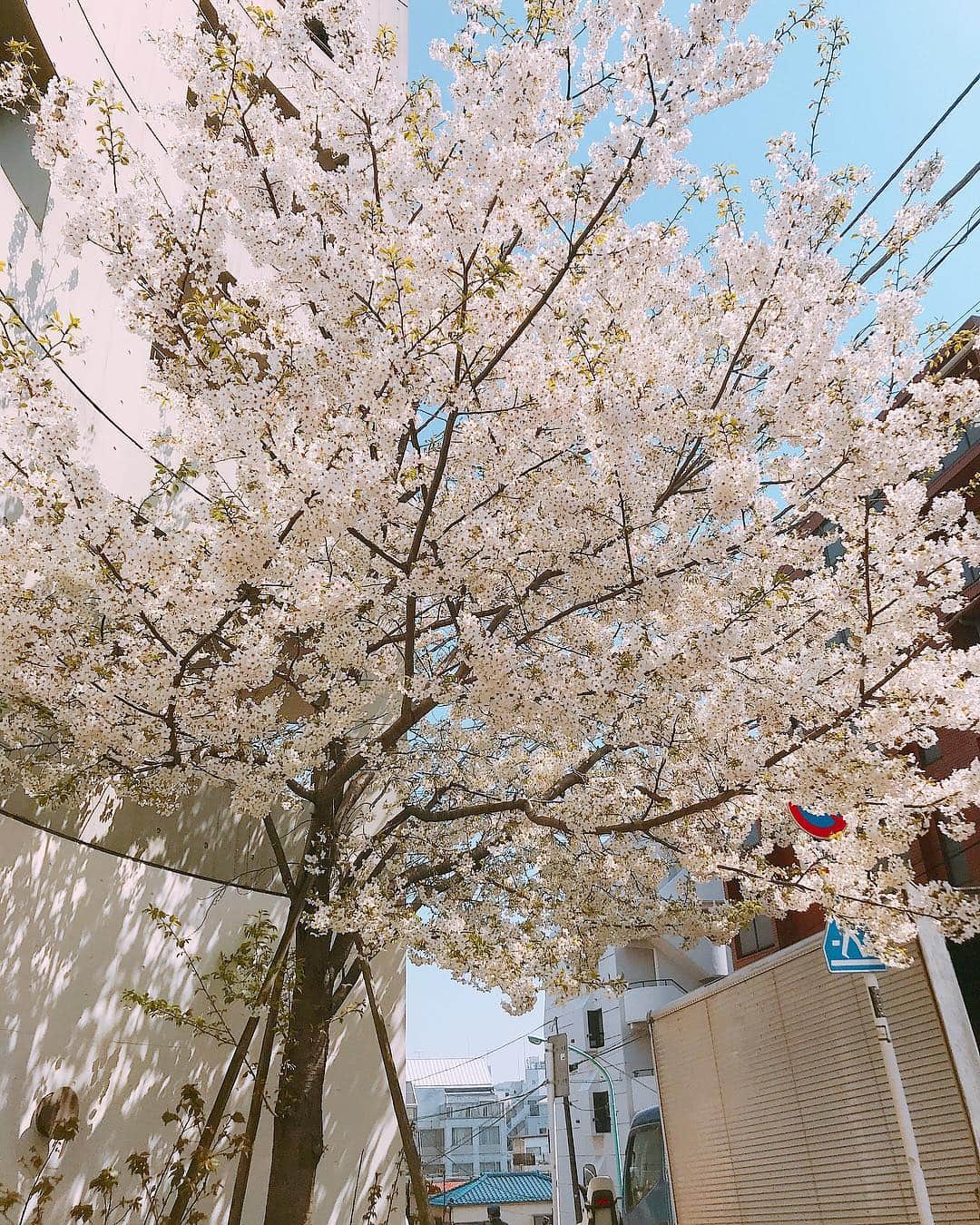 伊瀬茉莉也さんのインスタグラム写真 - (伊瀬茉莉也Instagram)「🌸 * 街行く人が桜を見上げてる姿を見るのが好き(*^^*) みんなはゆっくり桜見れた？🌸 * #cherryblossom  #japan #spring」3月28日 21時17分 - mariya_ise