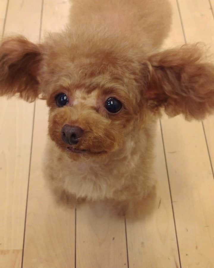 のインスタグラム：「今回の仕上がり🐶😉 #プードル#トイプードル#ティーカッププードル#犬#poodle#teacuppoodle#toypoodle#dog#dogstagram#instadog#푸들#caniche#Pudel#貴婦狗#animalsco」