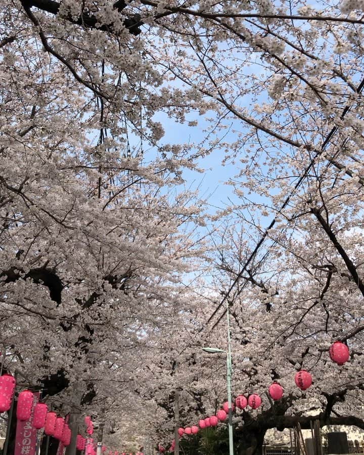 のインスタグラム：「#桜 #sakura #🌸 #tokyo #japan  #2019 #平成最後の桜」