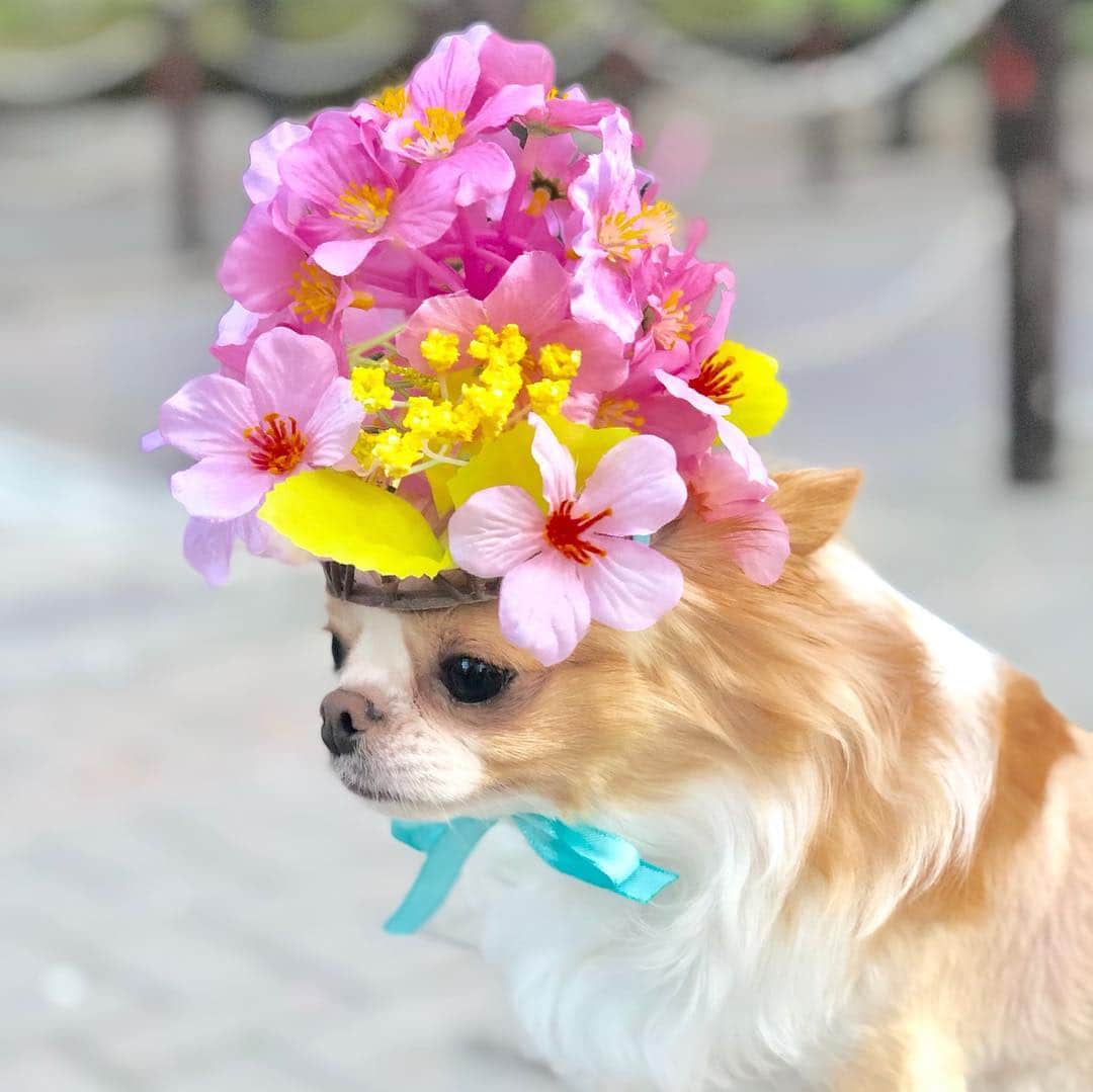 玉ねぎ戦士さんのインスタグラム写真 - (玉ねぎ戦士Instagram)「ストーリーズで好評なので🌸 (スライドしてね⏩) ・ ・ 僕でお花見するでしゅ🍡🐾 #CherryBlossoms #🌸 #sakura #桜#サクラ」3月28日 21時35分 - licca_tarao_0311