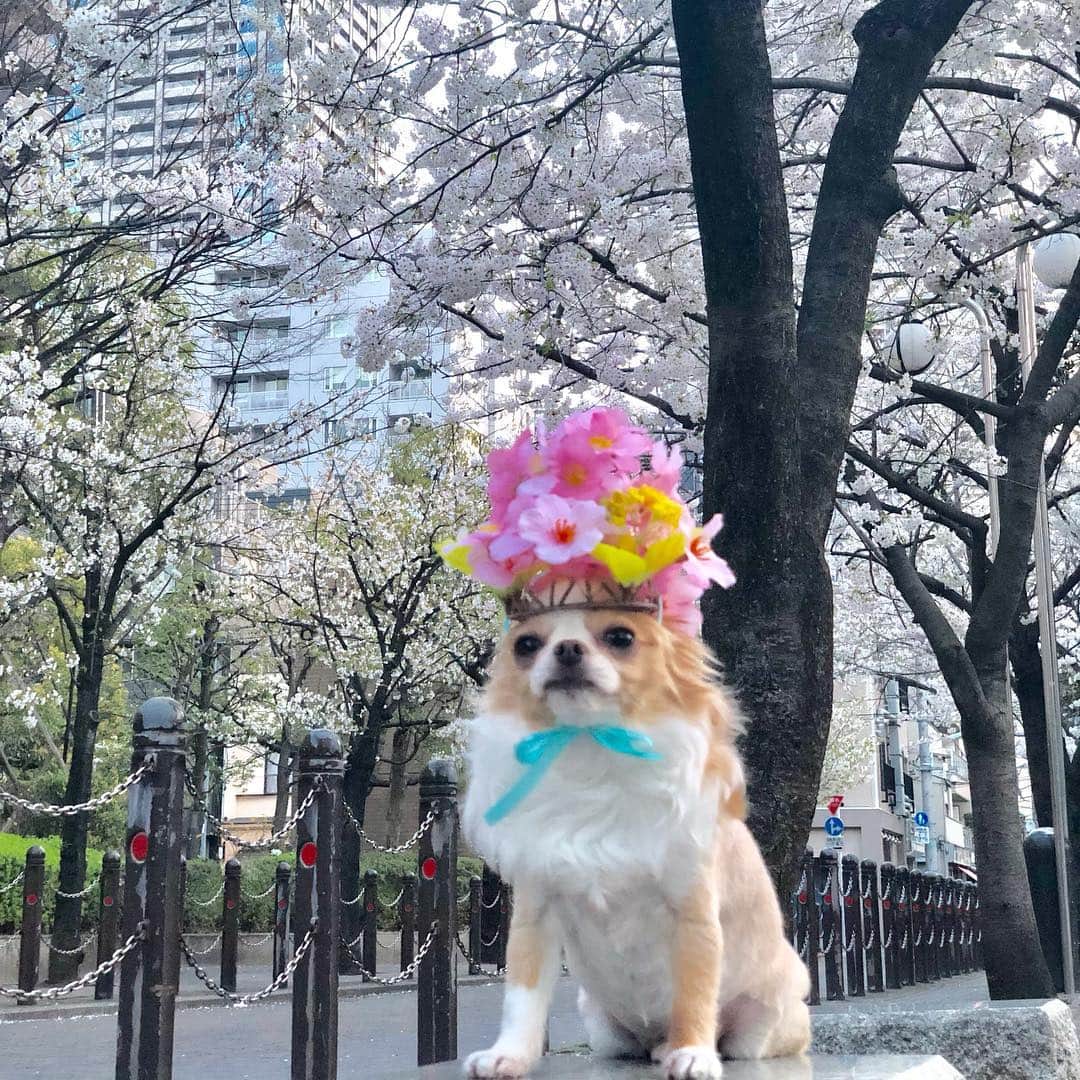のインスタグラム：「ストーリーズで好評なので🌸 (スライドしてね⏩) ・ ・ 僕でお花見するでしゅ🍡🐾 #CherryBlossoms #🌸 #sakura #桜#サクラ」