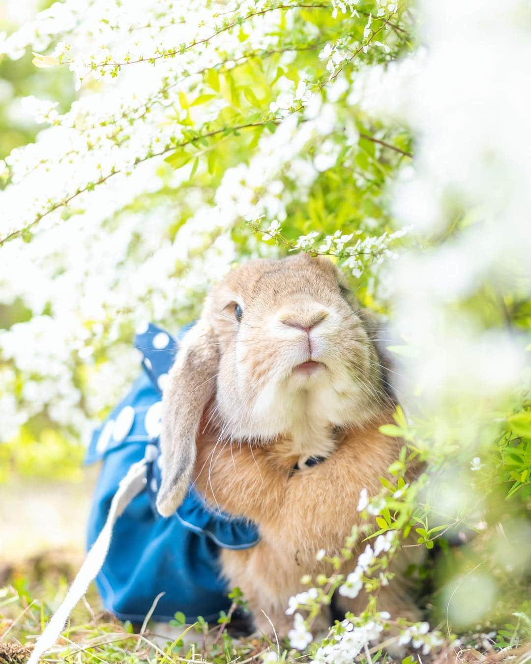 usagraphさんのインスタグラム写真 - (usagraphInstagram)「キレイだねー🐰🌼 って言ってる！(多分w)  今日は暖かかったので午前中うさんぽしてきました😄 通りすがりの方々に可愛い〜っていわれてよかったね❤️ ＊ ＊ ＊ #うさぎ #rabbit #bunny #ふわもこ部  #WeeklyFluff #igersjp  #instabunnies #tokyocameraclub #東京カメラ部  #bunnystagram  #今日もX日和  #うさぎ部 #ホーランドロップ #hollandlop  #アニマル写真部  #ファインダー越しの私の世界 #team_jp_西 #igers  #ig_japan #うさんぽ  #雪柳 #春」3月28日 21時44分 - usagraph