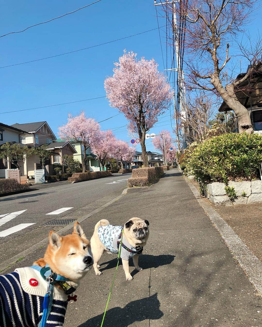 T&P Brothersさんのインスタグラム写真 - (T&P BrothersInstagram)「トラポム地方も場所によっては桜が満開です🌸 暖かくなってきてお出かけが楽しくなる時期ですね😆  #shiba #pug #pugstagram #dog #柴 #柴犬 #パグ #tora #pom #トラ #ポム #柴パグ #시바 #퍼그 #泥料 #巴哥」3月28日 21時40分 - tora_pom_happylife