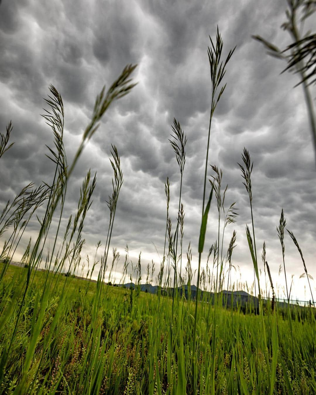 アンジー・ペインさんのインスタグラム写真 - (アンジー・ペインInstagram)「Mammatus clouds over Boulder. Shot last Spring during an impromptu evening photo session when the clouds got good. I was rushing, and shooting through a fence off the side of the road, and everything was a little caddywhompus. Normally it would make my head hurt to leave a horizon line crooked, but I actually like the somewhat chaotic feel it adds to this scene of an impending storm. • • • • •」3月28日 21時46分 - angelajpayne