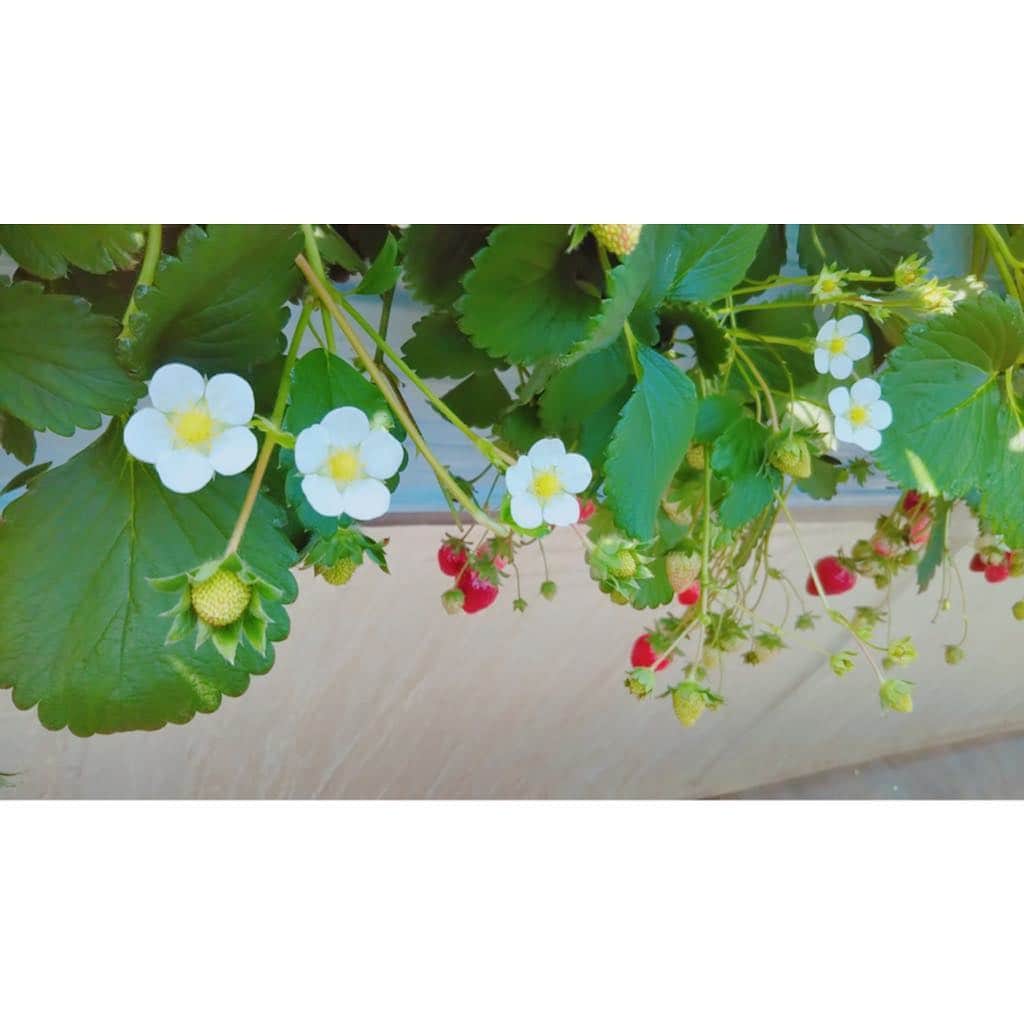 寺島咲のインスタグラム：「苺狩り🍓今期2回目行けた✌️ #いちご狩り#🍓#紅ほっぺ」