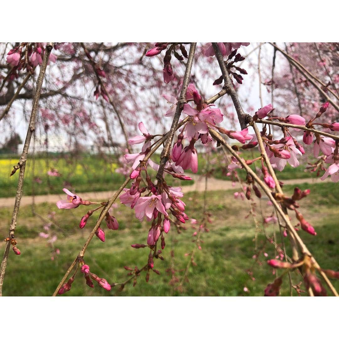 高橋和美さんのインスタグラム写真 - (高橋和美Instagram)「. 桜探しの旅🌸 #桜#河津桜#枝垂桜#宇都宮城址公園#権現堂公園#権現堂桜堤#栃木#埼玉」3月28日 21時56分 - iam_____k_____