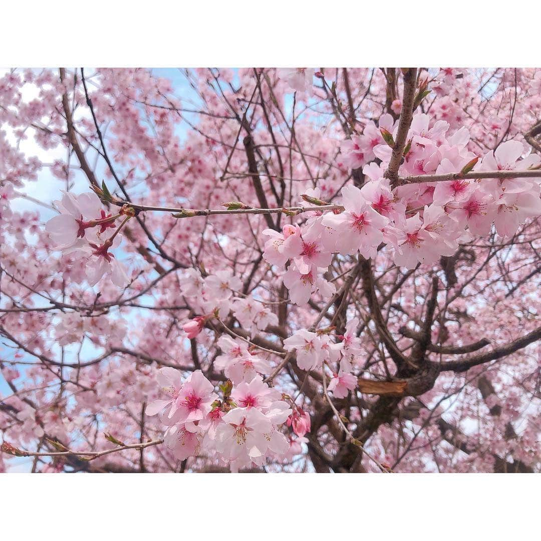 高橋和美さんのインスタグラム写真 - (高橋和美Instagram)「. 桜探しの旅🌸 #桜#河津桜#枝垂桜#宇都宮城址公園#権現堂公園#権現堂桜堤#栃木#埼玉」3月28日 21時56分 - iam_____k_____