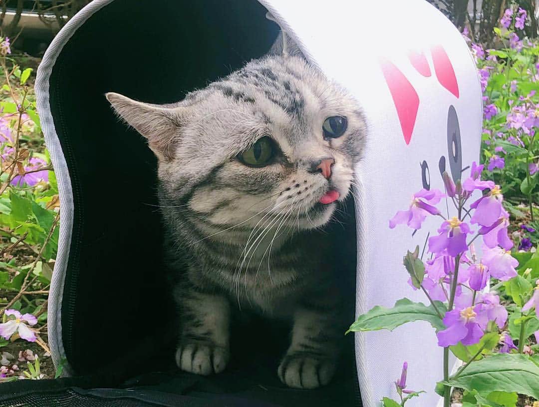 ルフさんのインスタグラム写真 - (ルフInstagram)「#luhu:"halo,spring of 2019 ” - - #cat #cute #spingcat #lovely #angel #adorable #sadcat #catoftheday」3月28日 21時58分 - lanlan731