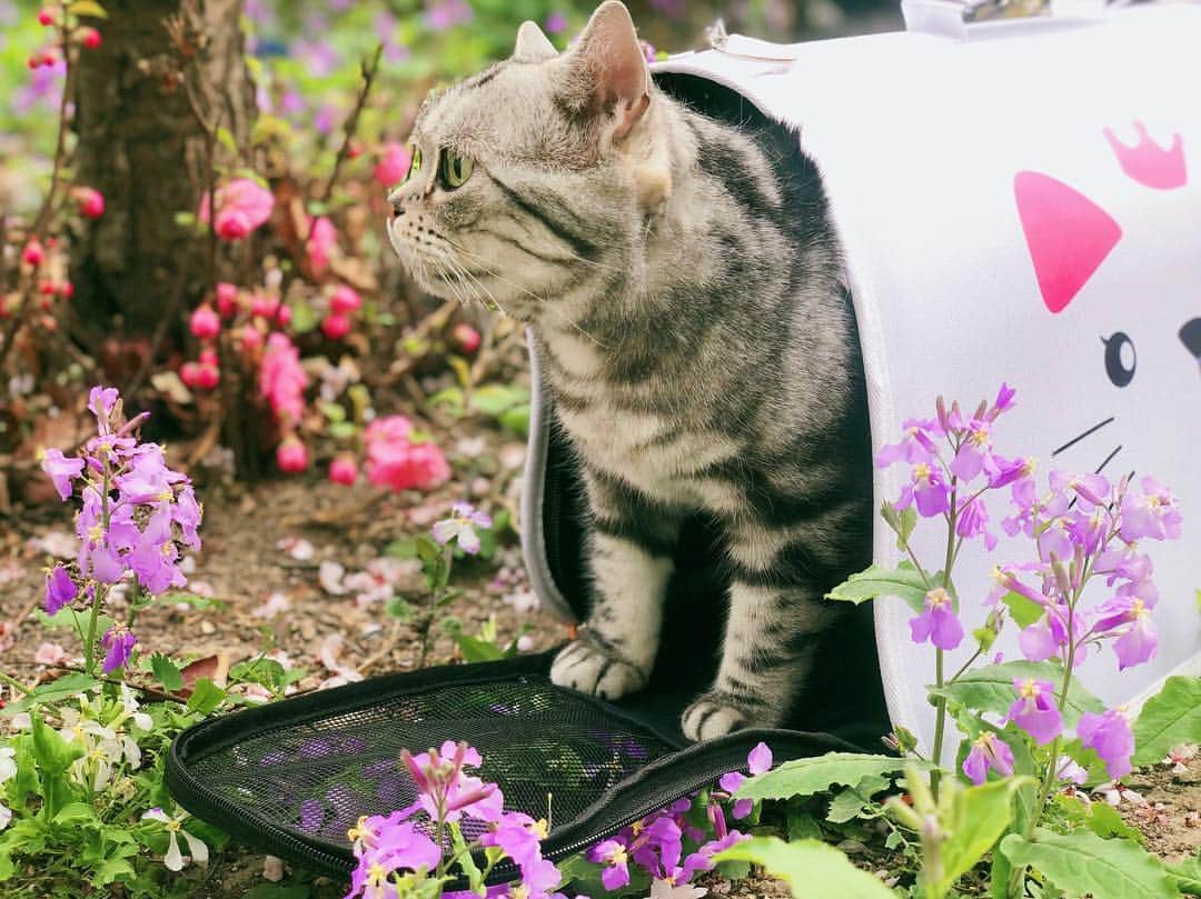ルフさんのインスタグラム写真 - (ルフInstagram)「#luhu:"halo,spring of 2019 ” - - #cat #cute #spingcat #lovely #angel #adorable #sadcat #catoftheday」3月28日 21時58分 - lanlan731