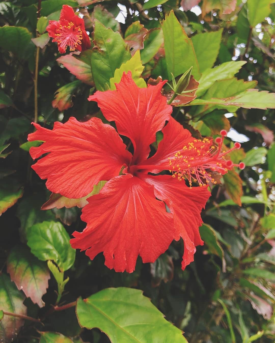 酒井麻里（Juri）さんのインスタグラム写真 - (酒井麻里（Juri）Instagram)「今日は1日自然に癒された🌿🌺 お散歩してるだけで赤く日焼け🌈 さすが沖縄の日差しは強いなぁ、、(*ﾟOﾟ*)✨ * * * #cjjuri #jurixoxoxo #okinawa #沖縄 #dayoff #新原ビーチ」3月28日 22時01分 - jurixoxoxo