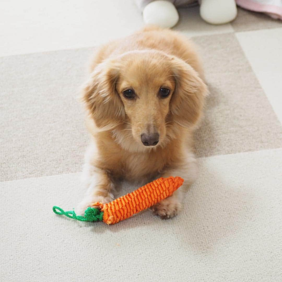 Sora Momoさんのインスタグラム写真 - (Sora MomoInstagram)「にんじん🥕らぶ🐶🐾 ☺︎ そしてカメラ嫌い😓 ☺︎ #にんじんらぶ#おとといまで大根#今夜は再び大根#おかずの話か#カメラ嫌い#いつもあからさまにそっぽ向く #ダックス#ミニチュアダックス #dachshund #miniaturedachshund」3月28日 22時28分 - teratera_sorapu_