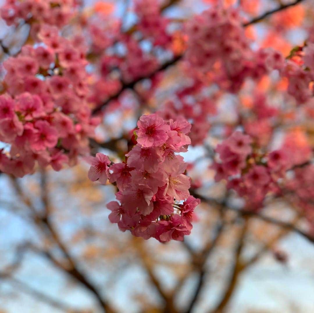 小松彩夏さんのインスタグラム写真 - (小松彩夏Instagram)「﻿ 仕事の合間に少しだけお花見出来ました♡﻿ ﻿ 最近は環境が変わるタイミングだったりで、バタバタな日々だけどこういう時間も大切にしたいですね♡﻿ ﻿ みんなはお花見したかな？♪﻿ ﻿ #つかの間の #お花見 #花見 #桜 #日本 #癒しの時間 ﻿ ﻿」3月28日 22時27分 - official_ayaka_502