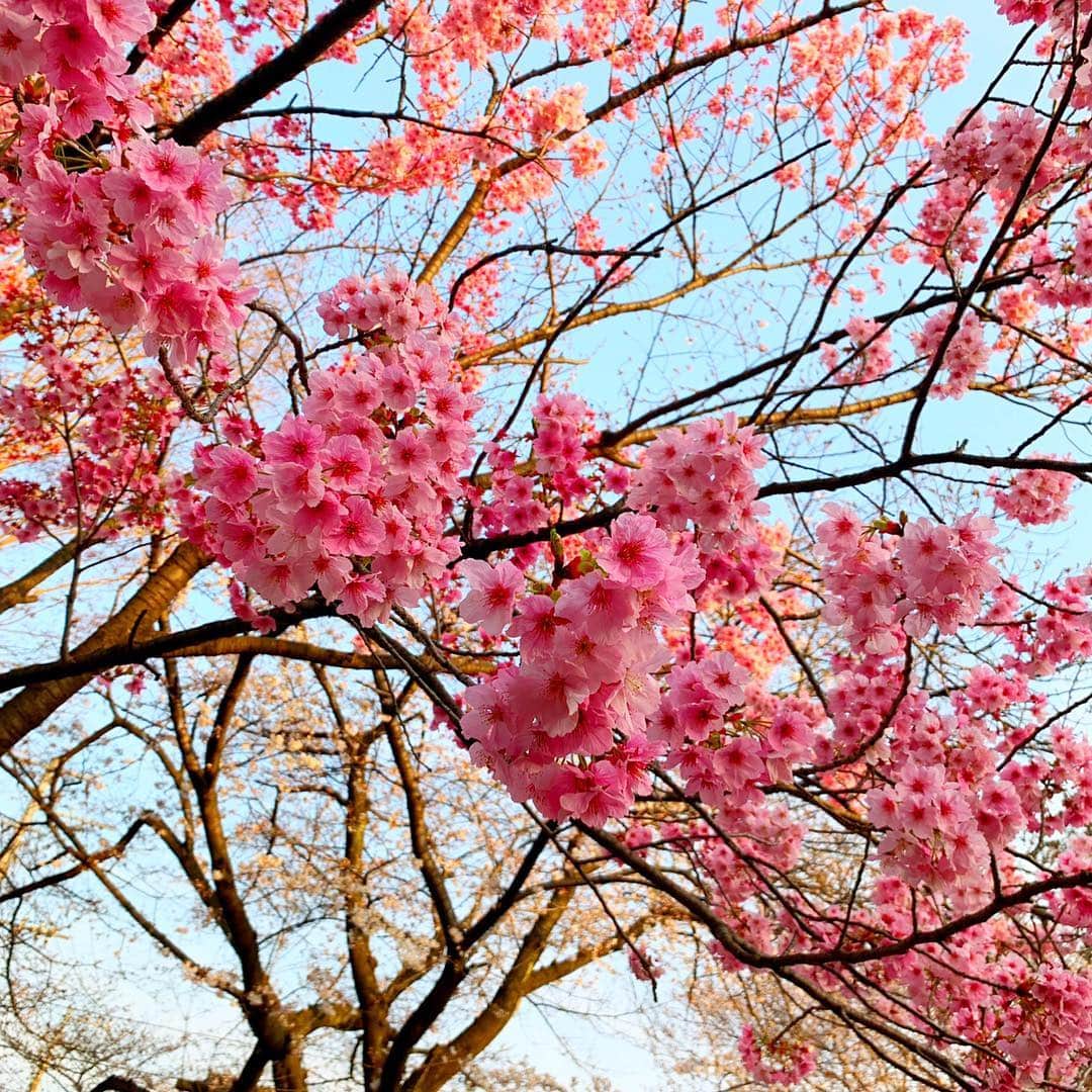 小松彩夏さんのインスタグラム写真 - (小松彩夏Instagram)「﻿ 仕事の合間に少しだけお花見出来ました♡﻿ ﻿ 最近は環境が変わるタイミングだったりで、バタバタな日々だけどこういう時間も大切にしたいですね♡﻿ ﻿ みんなはお花見したかな？♪﻿ ﻿ #つかの間の #お花見 #花見 #桜 #日本 #癒しの時間 ﻿ ﻿」3月28日 22時27分 - official_ayaka_502