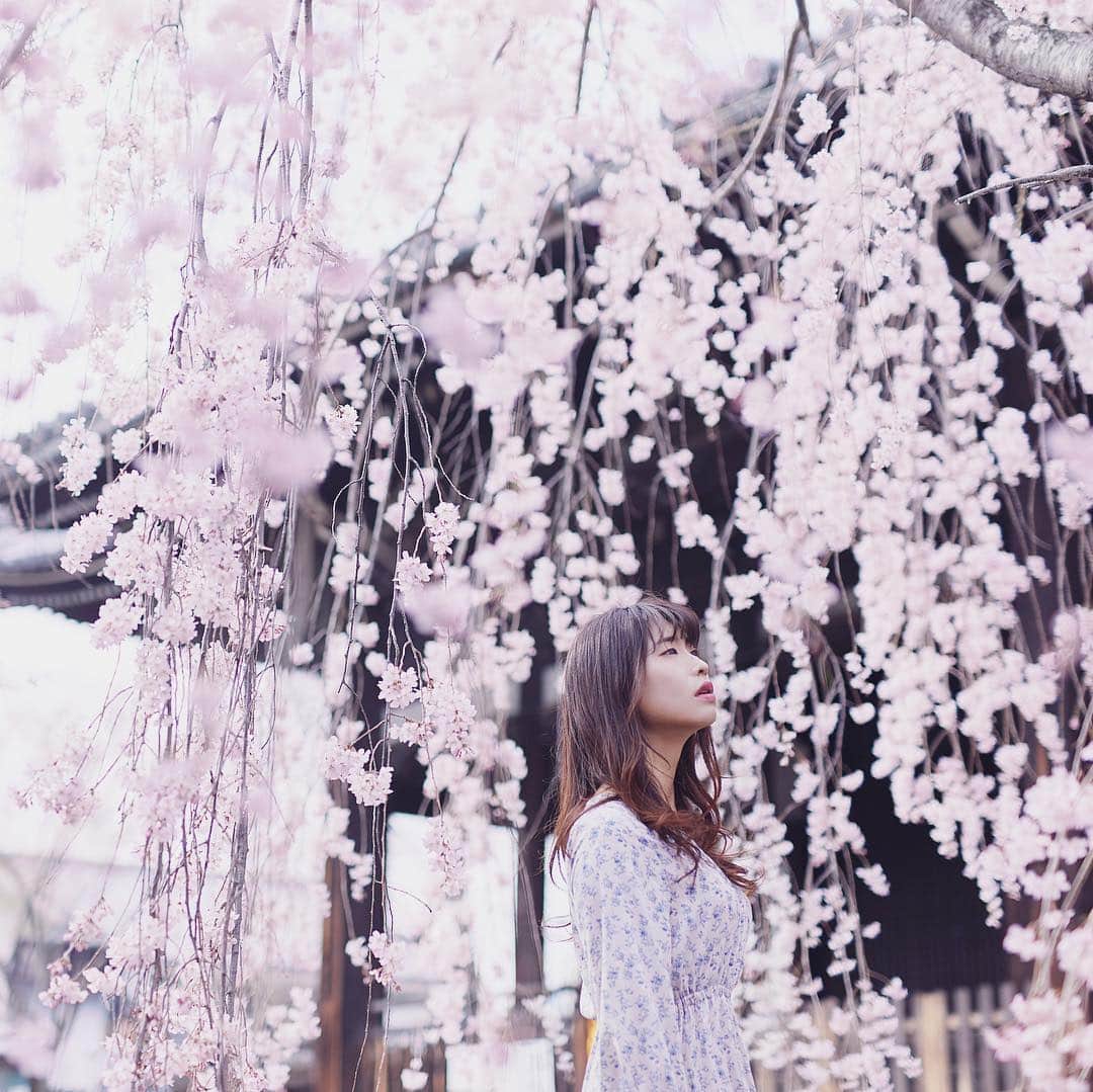 Najiiのインスタグラム：「Cherry blossoms (March 27, 2019)」