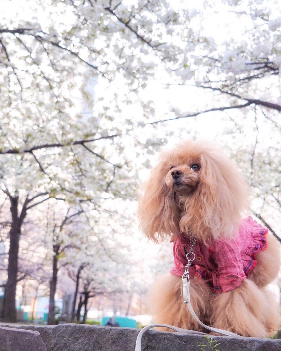 Toypoodle Mikuru?Asakusa Tokyoさんのインスタグラム写真 - (Toypoodle Mikuru?Asakusa TokyoInstagram)「20190328 Thursday. 今朝の桜🌸 カメラの設定に迷いがあるので、 全くをもって統一感がない😓 こういう時はどーしたらいいの？ . ❶ かろうじてスカイツリー写ってます ❷❸❹ 迷走 ❺ 動画でしのぐ ❻ 無情だね . #東京スカイツリー #サクラサク #迷走写真 . 明日はお休みなんだぁ🥰 らんらん💕」3月28日 22時44分 - purapura299