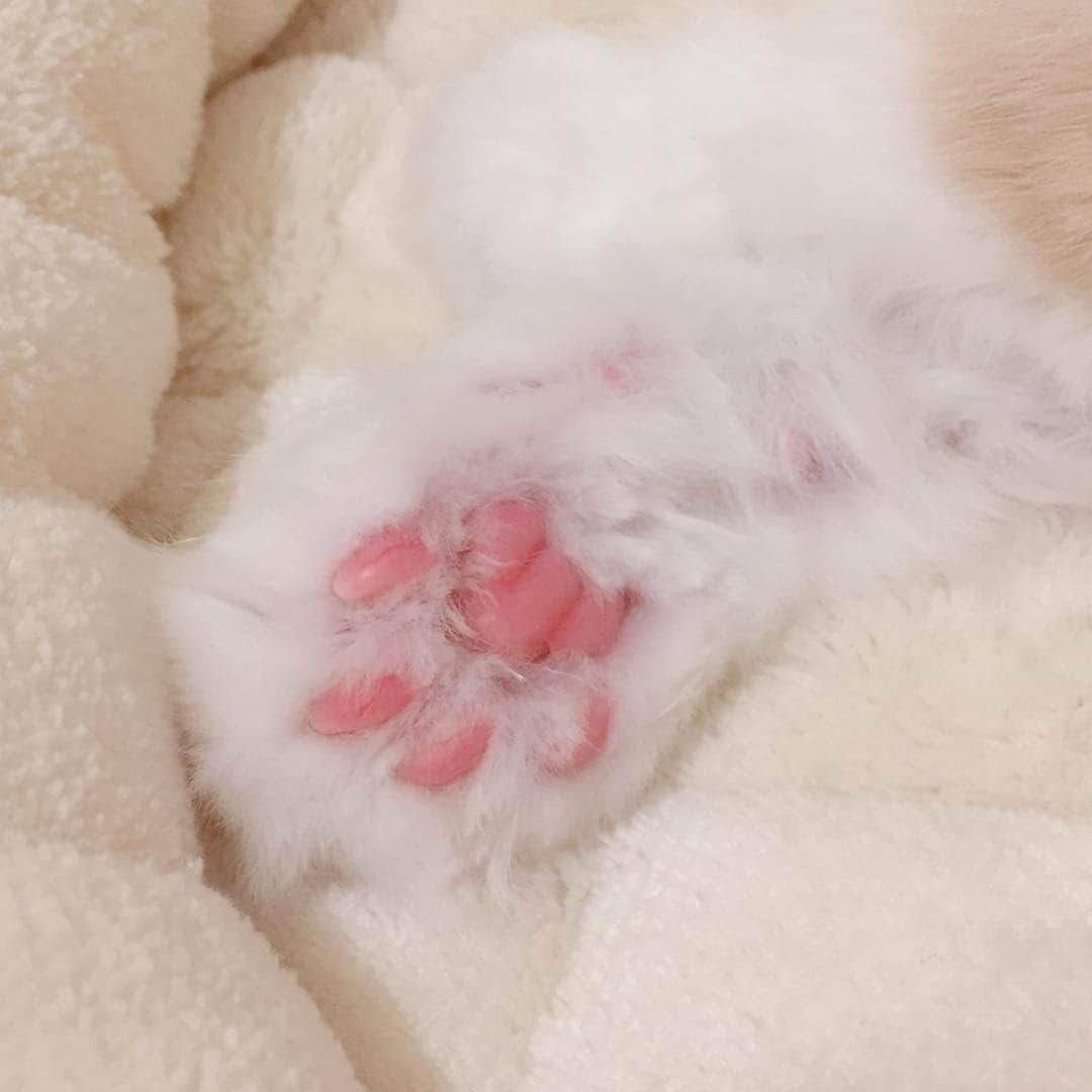 のんたのインスタグラム：「ぼーちゃん🐾 今日はおしっこの検査で病院へ行ったけど、前回と同じく出発前から盛大にお漏らししてしまい、検査を受けることができませんでした😞 次回はキャリーに工夫してお漏らししたおしっこをキャッチできる構造にするか、それでもダメなら往診をお願いしようと思っています。 ストルバイトがあるかないか、早く知りたいのに〜😓」