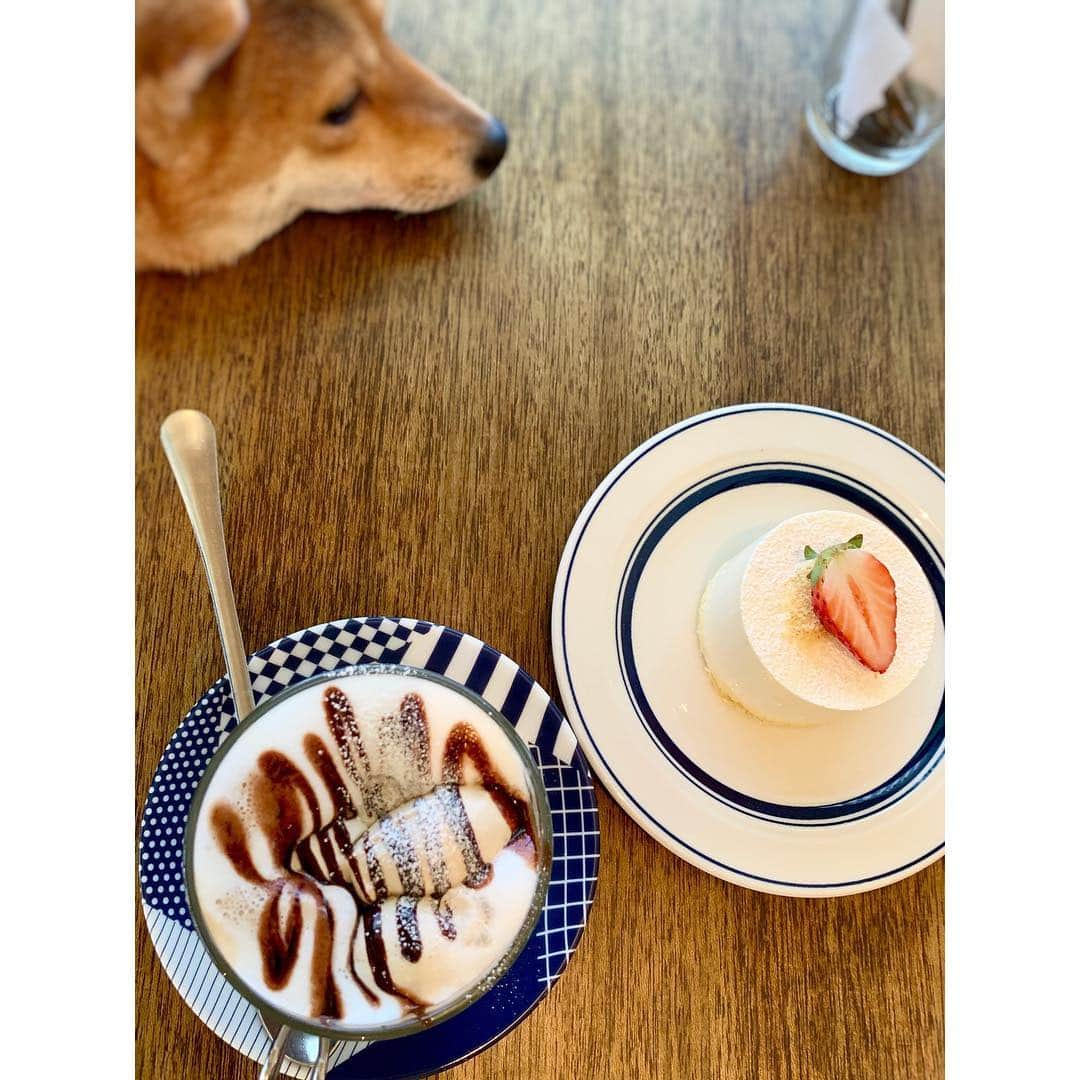 VANRIさんのインスタグラム写真 - (VANRIInstagram)「☕️❣️🐕 父母はなびといつもの場所で。 #coffeehousenishiya #mycoffeemystyle_chn #mochacchino #cheezecake #コーヒーハウスニシヤ #渋谷  #モカッチーノ #チーズケーキ #豆柴 #日本犬 #しばすたぐらむ」3月28日 22時49分 - vanri0121