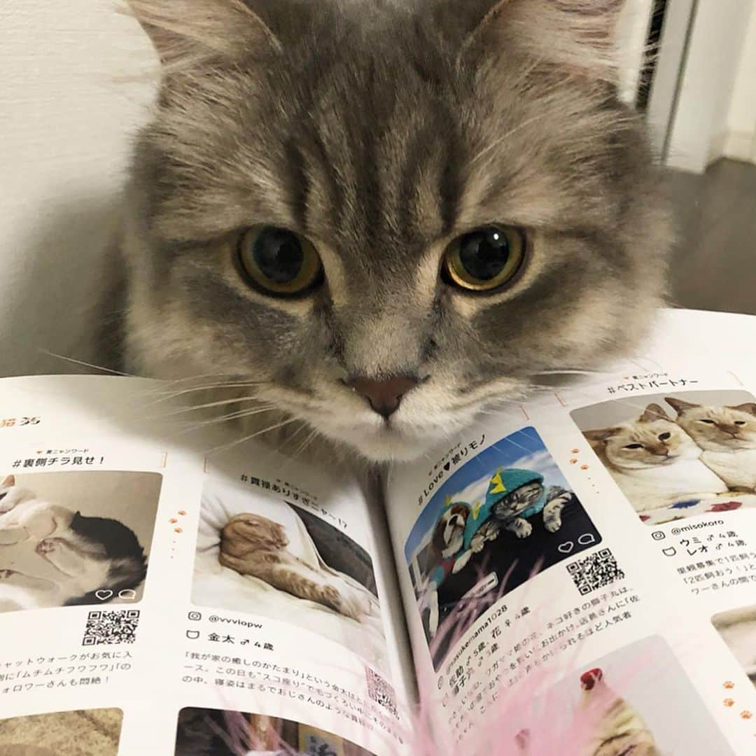 金太さんのインスタグラム写真 - (金太Instagram)「. フムフム、にゃんだこの本は✐✐✐ . 金太リラックス姿でチラッと載せていただきました📓♥ . . . 本日発売 —— PECOmagazine collaborated with OZmagazine 「#やっぱりモフモフ 大好き！猫と犬」 ・付録／もふもふ♥犬猫シール ・Amazon限定版特典／特製B1猫ポスター —— . #peco #PECOmagazine #PECOマガジン @pecocats」3月28日 23時04分 - vvviopw