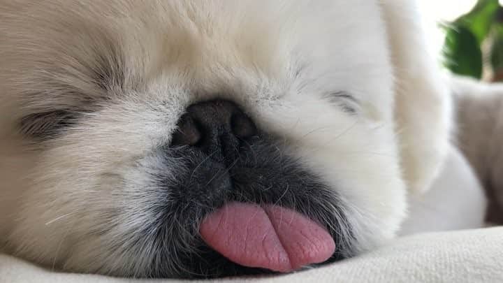 こなつのインスタグラム：「ぐーぐーにーず🐶💤🐷💤🐻💤」