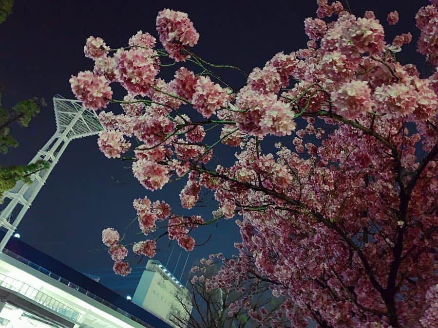 小澤陽子さんのインスタグラム写真 - (小澤陽子Instagram)「in private❁. . ⚾️🏟浜スタ✖️ 桜🌸🌌 きれいだった、、☺️ . . 横浜出身ということもありDeNAファンなことが広まってきて、友人が試合に誘ってくれる機会が増えました😂  そして明日。いよいよ、セ・パ同時開幕…‼️⚾️ 待ってましたーーー😍 本当に楽しみ🥰！！. . 今年もいっぱい観に行くぞーっ⚾️✨. . . #横浜スタジアム をたまたま通ったら #噂の新設席 #ウィング席 を発見…！ #テンション上がる⤴︎ #横浜DeNAベイスターズ #70周年ですって #フジテレビよりも10歳年上🤭 #プロ野球 #2019年シーズン #セパ同時開幕 #桜 #🌸 #ぶりぶりに咲いてました☺️ #地元 #横浜⚓️ #ハマっ子です #みなとみらい」3月28日 23時04分 - yoko.ozawa729