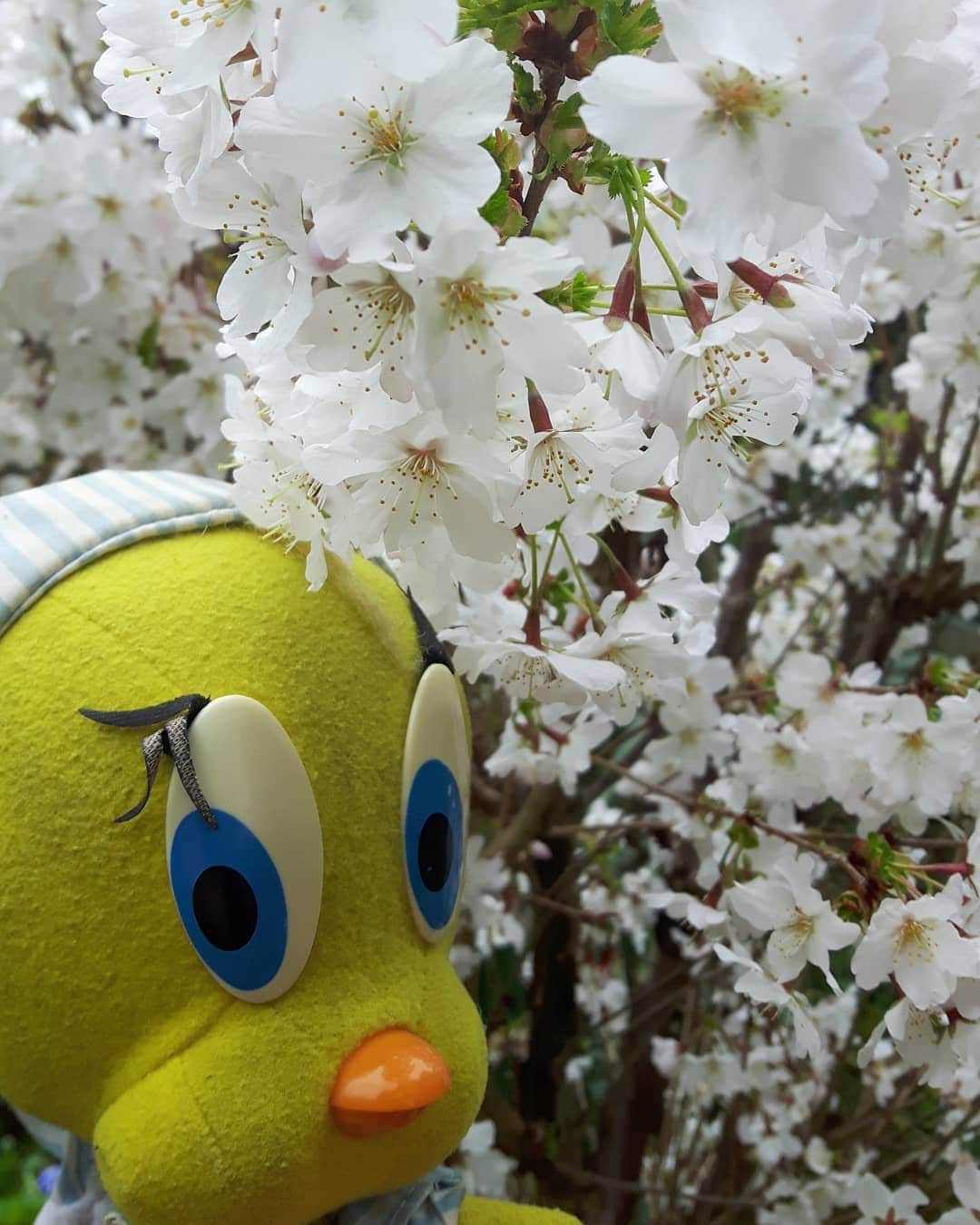 Little Yellow Birdさんのインスタグラム写真 - (Little Yellow BirdInstagram)「...and the small prunus in the garden is equally as beautiful!! #littleyellowbird #tweety #tweetykweelapis #adventures #yellow #bird #prunus #blossom #blooming #bloesem #garden #spring #lente #flowers #march #stuffedanimalsofinstagram #plushiesofinstagram」3月28日 23時12分 - tweetykweelapis