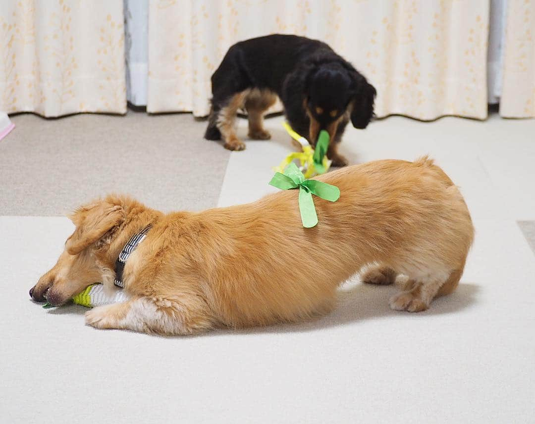 Sora Momoさんのインスタグラム写真 - (Sora MomoInstagram)「緑のリボン🌱✨じゃないよ🐶🐾🐶 ☺︎ そらが夢中過ぎるから お姉ちゃんが大根の葉っぱ乗せちゃいました🌱✨ でも全然気付いてくれない そして全然落ちない ☺︎ #大根の葉っぱ#乗せちゃいました#全然気付いてくれない#全然落ちない#カミカミに夢中#後ろに立つ破壊王#にっこりポーズ#大根こんなに壊したのはももじゃないですよ#破壊も共同作業#仲良し#そらともも #ダックス#ミニチュアダックス#ダックス多頭飼い #dachshund #miniaturedachshund」3月28日 23時18分 - teratera_sorapu_