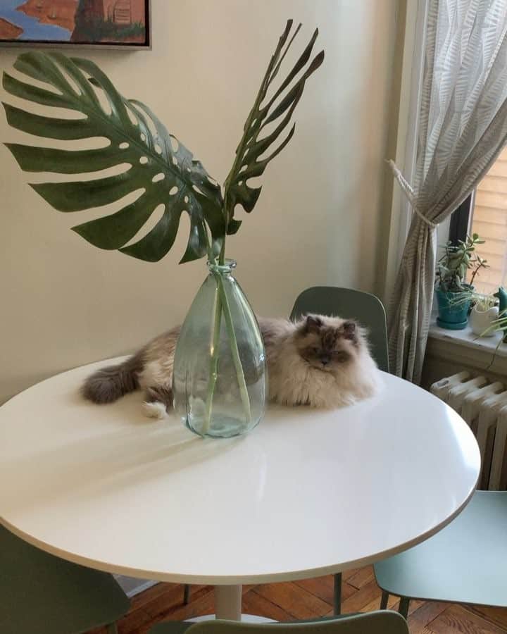 Tinaのインスタグラム：「Goodbyes are always so sad 😽」