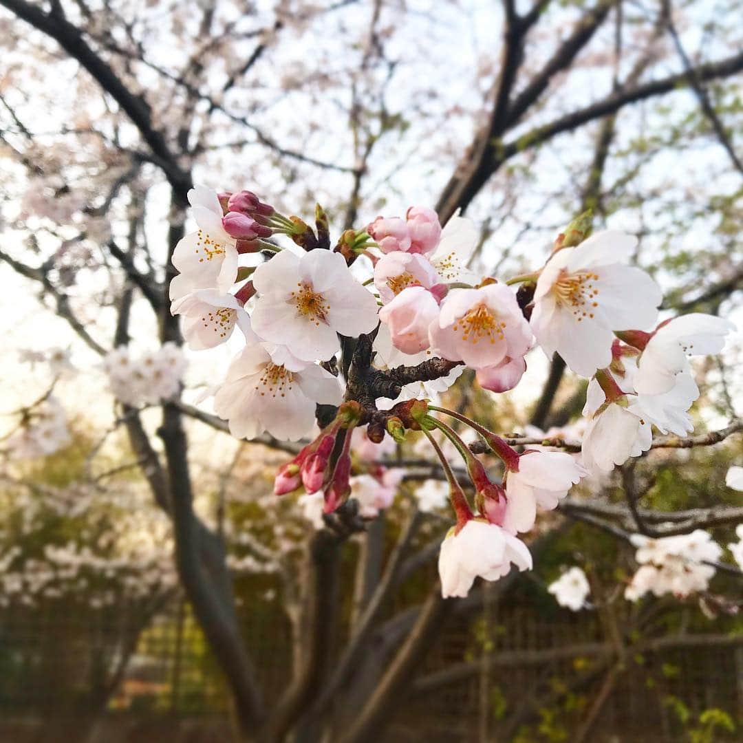 片山萌美さんのインスタグラム写真 - (片山萌美Instagram)「#sakura  #桜  #japan」3月28日 23時20分 - moet_mi