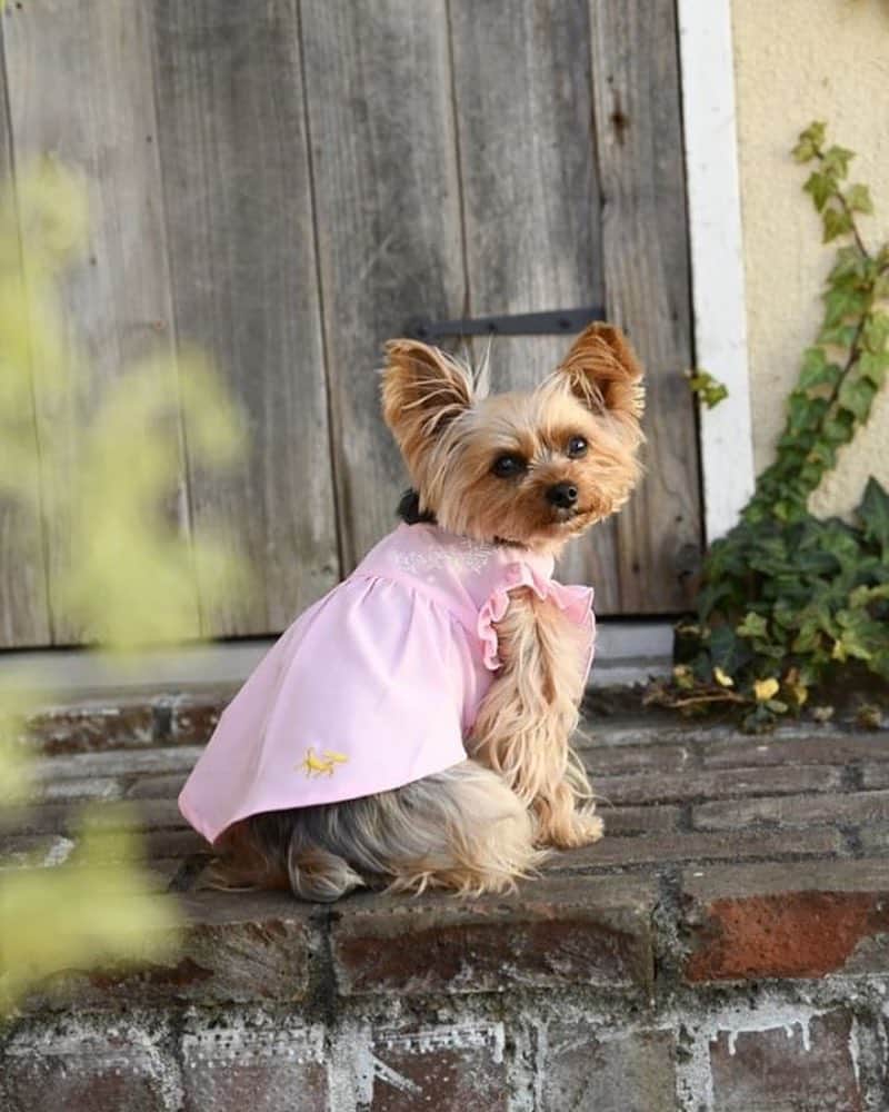 Rubyさんのインスタグラム写真 - (RubyInstagram)「ㅤㅤㅤㅤㅤㅤㅤㅤㅤㅤㅤㅤㅤㅤㅤ 🐶💬 I enjoyed being a model  モデルのお仕事、楽しかったよ。 ㅤㅤㅤㅤㅤㅤㅤㅤㅤㅤㅤㅤㅤㅤㅤ ㅤㅤㅤㅤㅤㅤㅤㅤㅤㅤㅤㅤㅤㅤㅤ ルビたん、ピンクも似合うなぁなんて思ったのでした。お揃いの私のワンピがあったらおそろコーデしたい😍 私好みのお洋服でした。可愛い💕 ㅤㅤㅤㅤㅤㅤㅤㅤㅤㅤㅤㅤㅤㅤㅤ  ROPE' PICNIC  https://goo.gl/yQhtmk ㅤㅤㅤㅤㅤㅤㅤㅤㅤㅤㅤㅤㅤㅤㅤ ㅤㅤㅤㅤㅤㅤㅤㅤㅤㅤㅤㅤㅤㅤㅤ  #calulu #カルル #犬服 #ropepicnic #ロペピクニック #yorkie #yorkshireterrier #ヨーキー #ヨークシャテリア #初仕事 #モデル犬  ㅤㅤㅤㅤㅤㅤㅤㅤㅤㅤㅤㅤㅤㅤㅤ」3月28日 23時29分 - ruby_the_yorkie